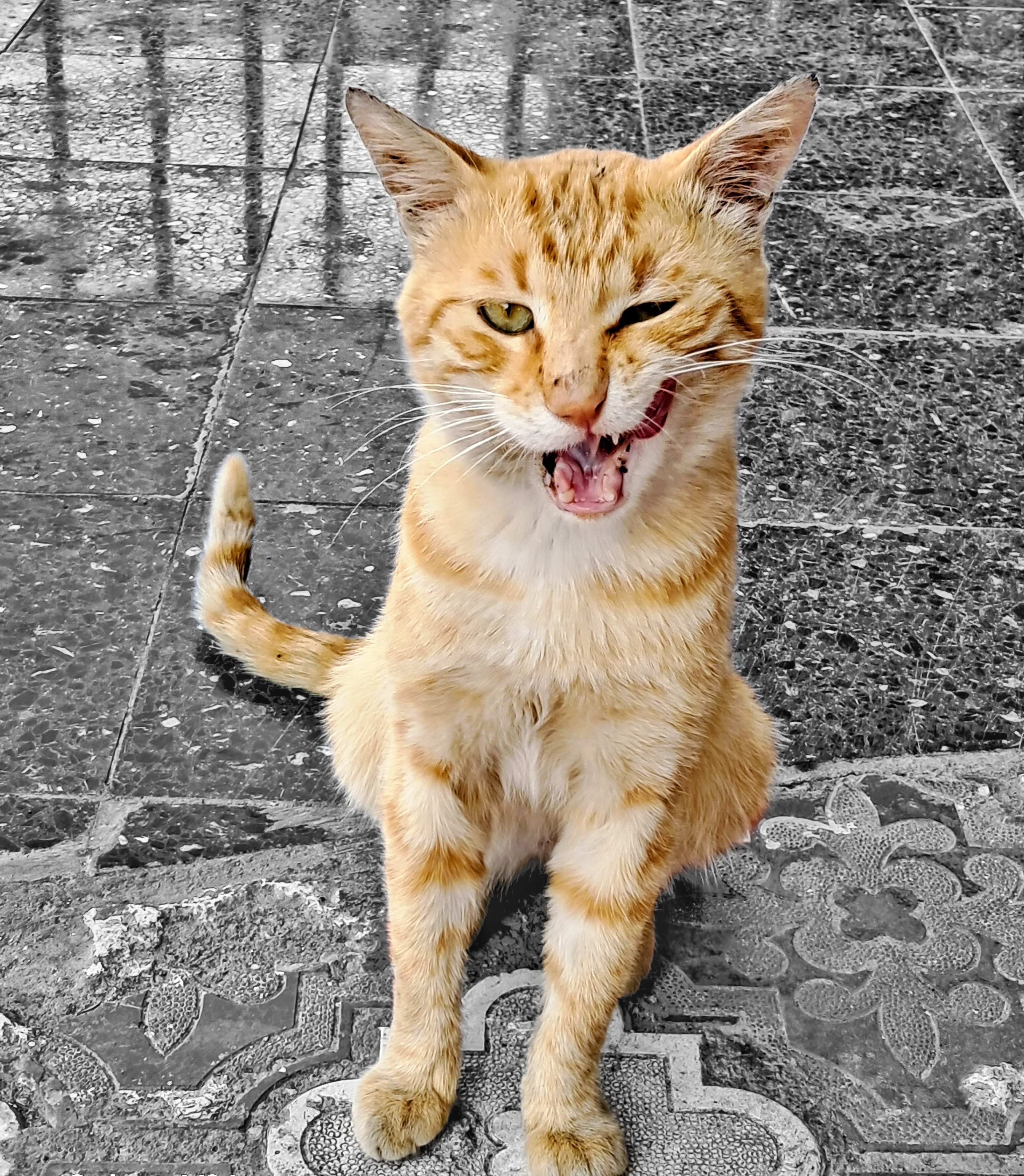 A ginger tabby cat sits upright on patterned stone and tile ground, squinting one eye in a playful wink while licking its lips with its mouth open. Its pink tongue curls upward along the side of its mouth, showing small teeth in an expressive grimace. You may not understand why I'm too busy slacking of, but it's a national holiday in your continent. Give up your job, become a cat.
