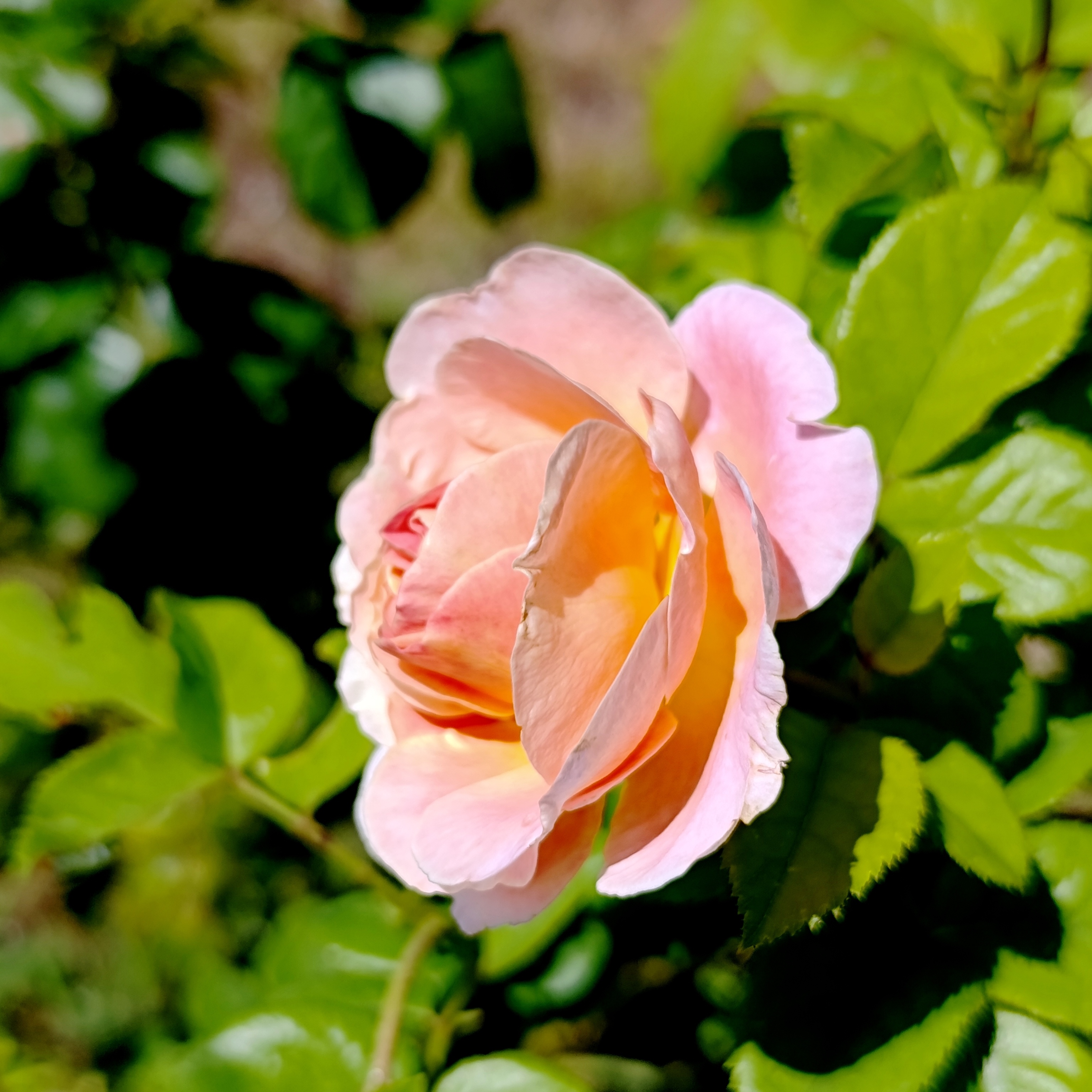 Bocciolo di rosa variegata, il cui colore va da giallo, all'arancione, al rosa pesca.