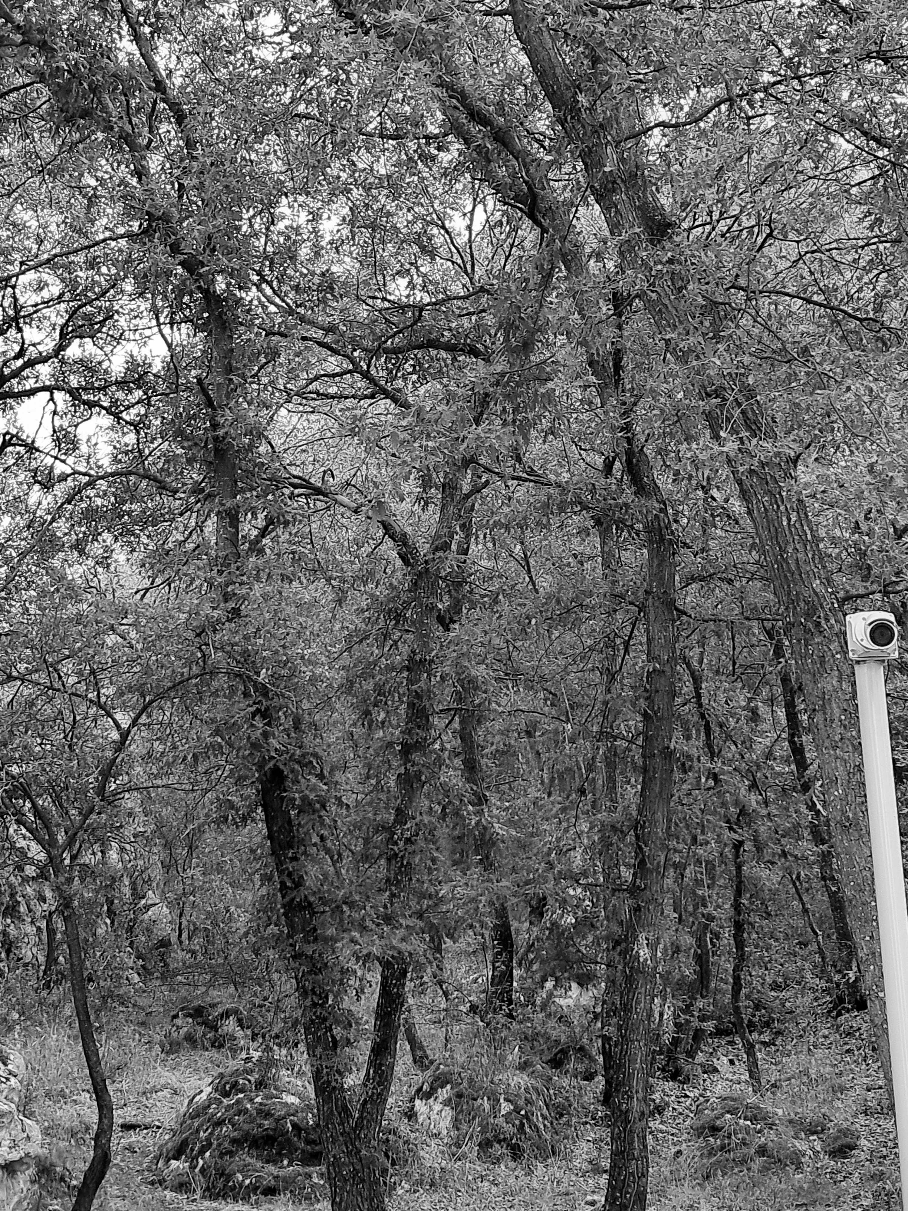 A dense cluster of slender trees and moss covered rocks on uneven ground. On the right side, a tall pole extends upward, topped by a small surveillance camera with a round lens directed towards our camera.