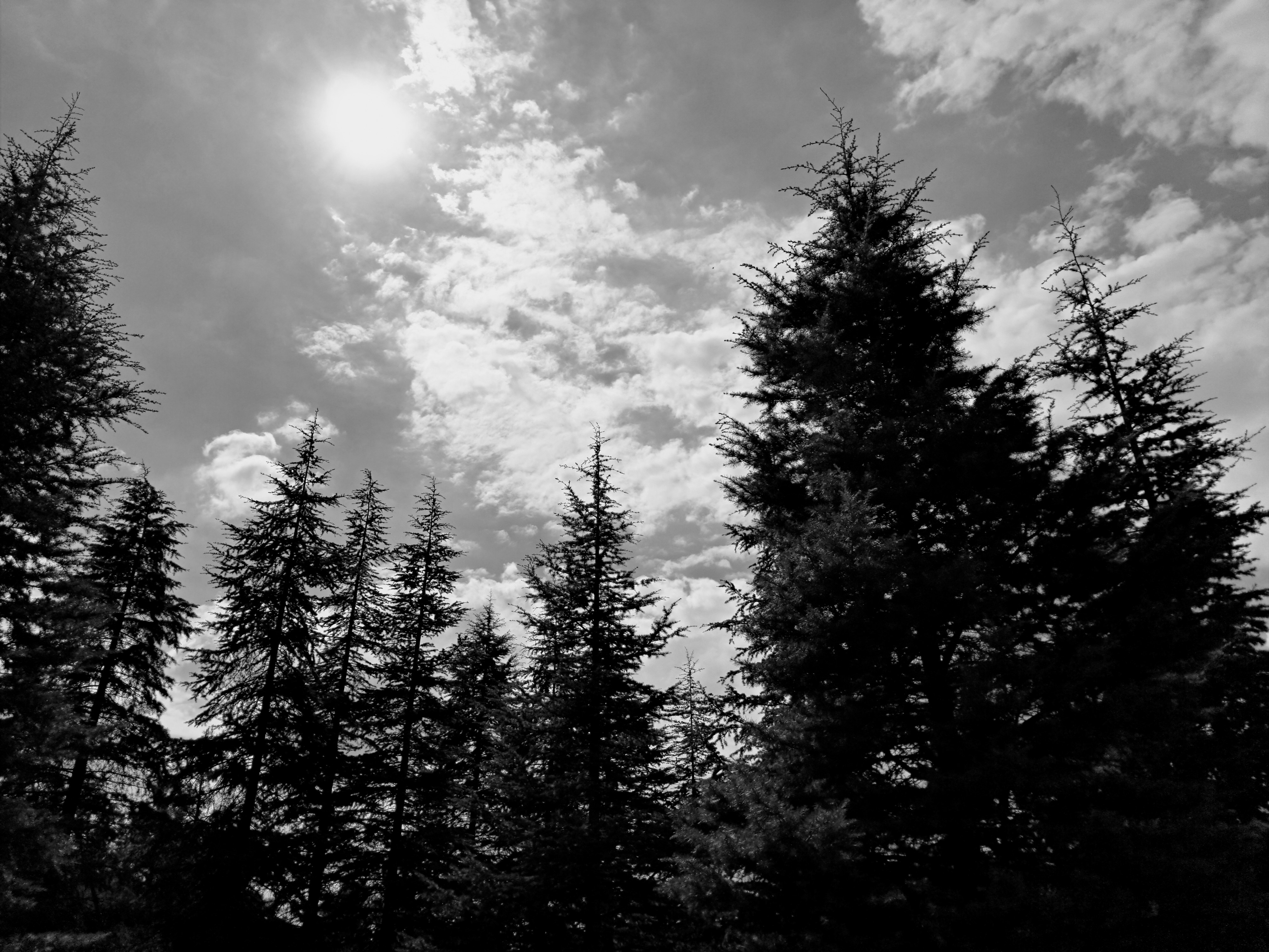 View of row of pine trees silhouetted under blue sky with scattered clouds and glowing sun.