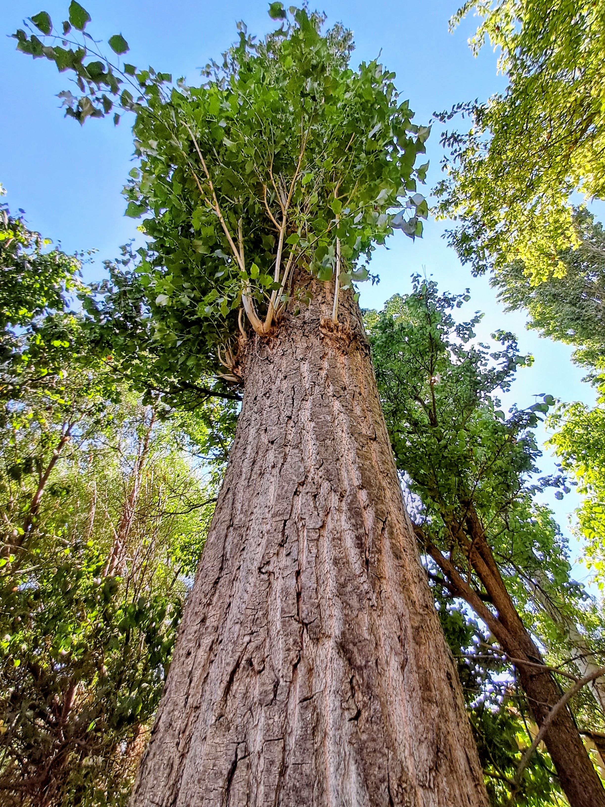 A low angle view looking up the heavily textured ridged bark of a tall tree. The thick trunk reaches toward a canopy of bright green leaves and branches set against a clear blue sky. Additional trees are visible surrounding the main tree.