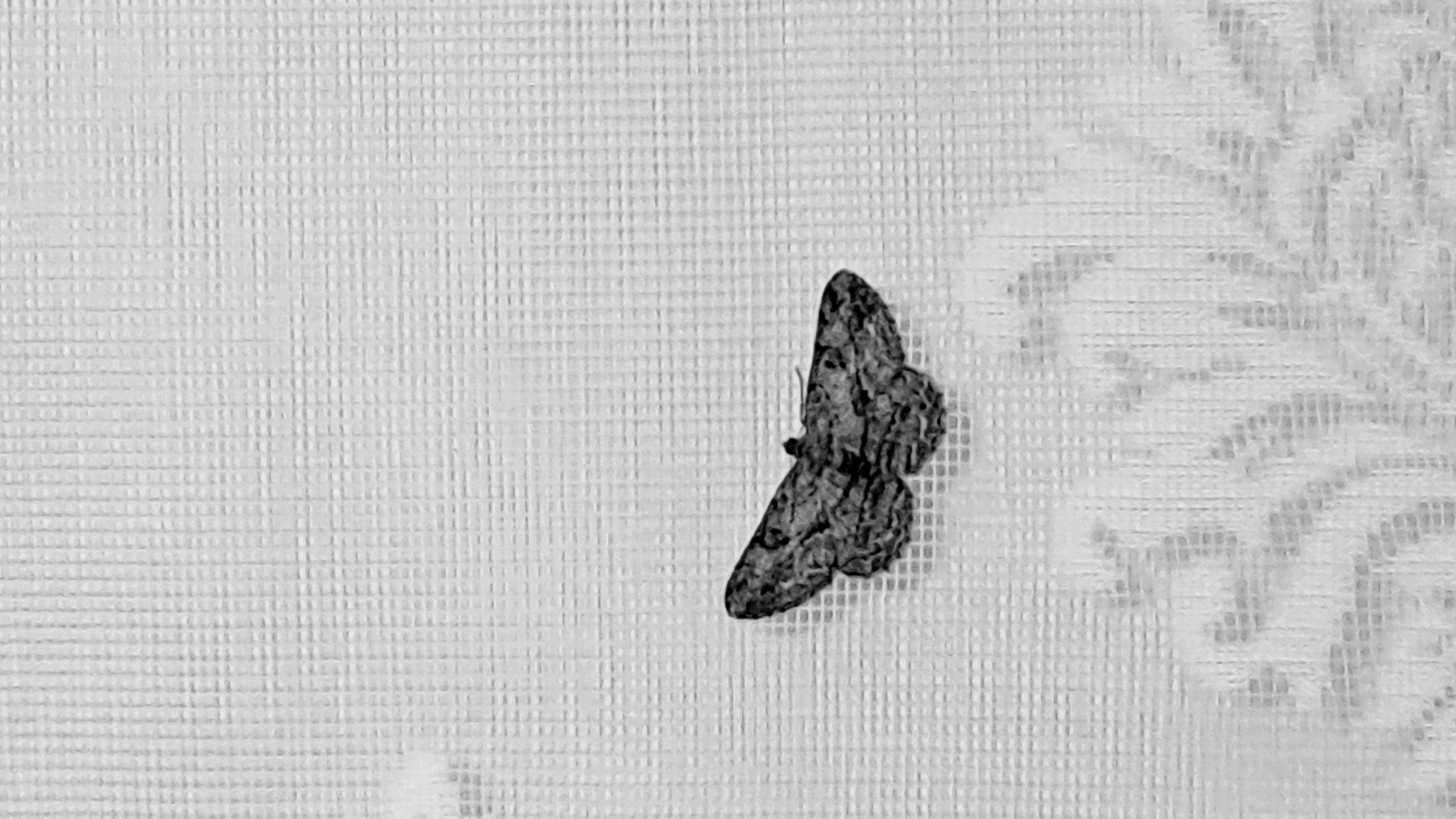 A dark mottled moth rests vertically on a white semi-transparent lace curtain with faint decorative patterns on the right side.