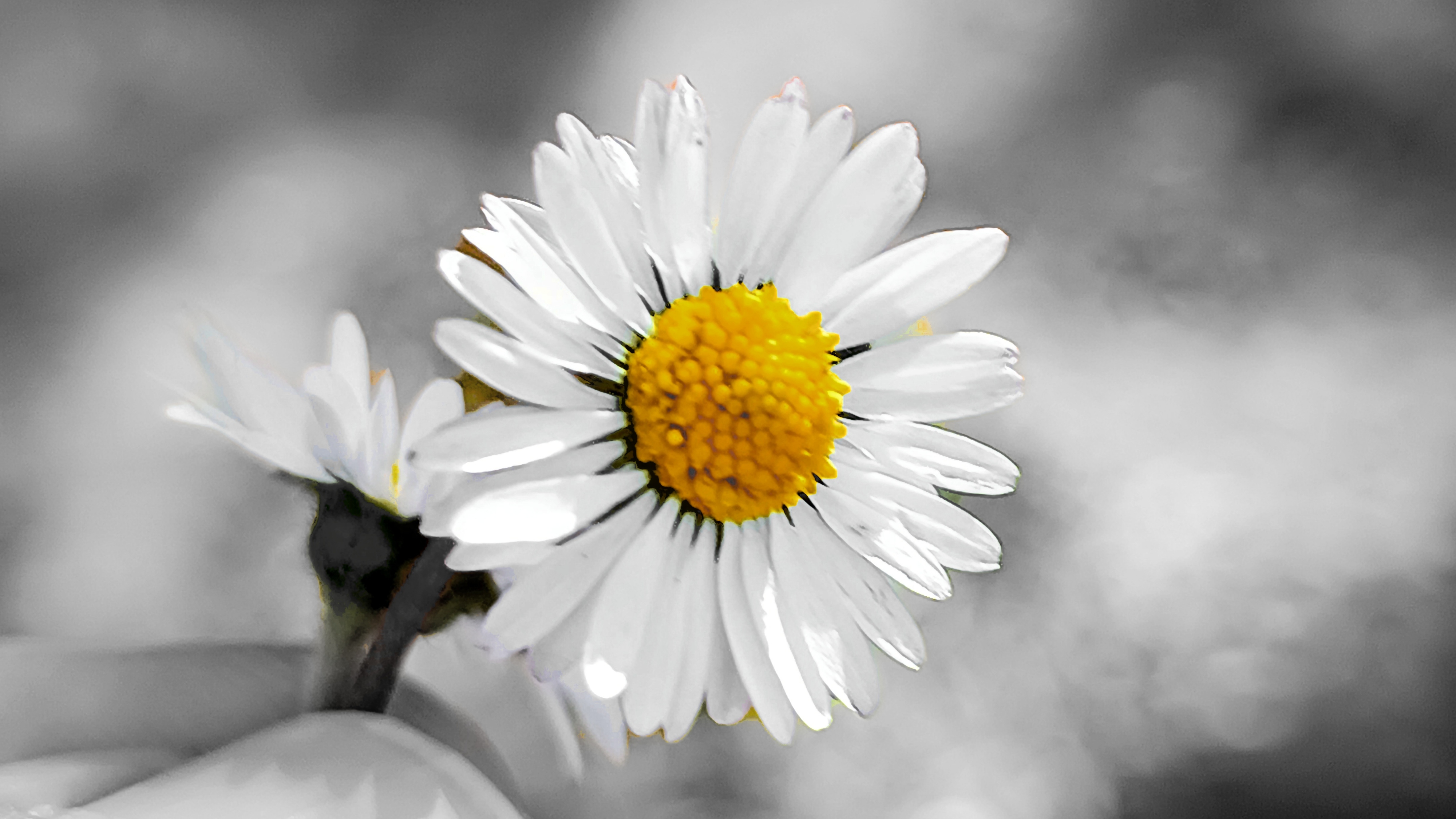 Human hand holding two daisy flowers, with focus on central one. Main daisy petals are bright white with bright yellow central disc floret. Another daisy flower in soft focus sits to left on dark stem. Finger rests under smaller bloom. Image background is heavily bokeh'd with small circular highlights. Selective color technique isolates yellow and white on flowers, rest of image is grayscale. Shot has low depth of field and is natural light close-up.