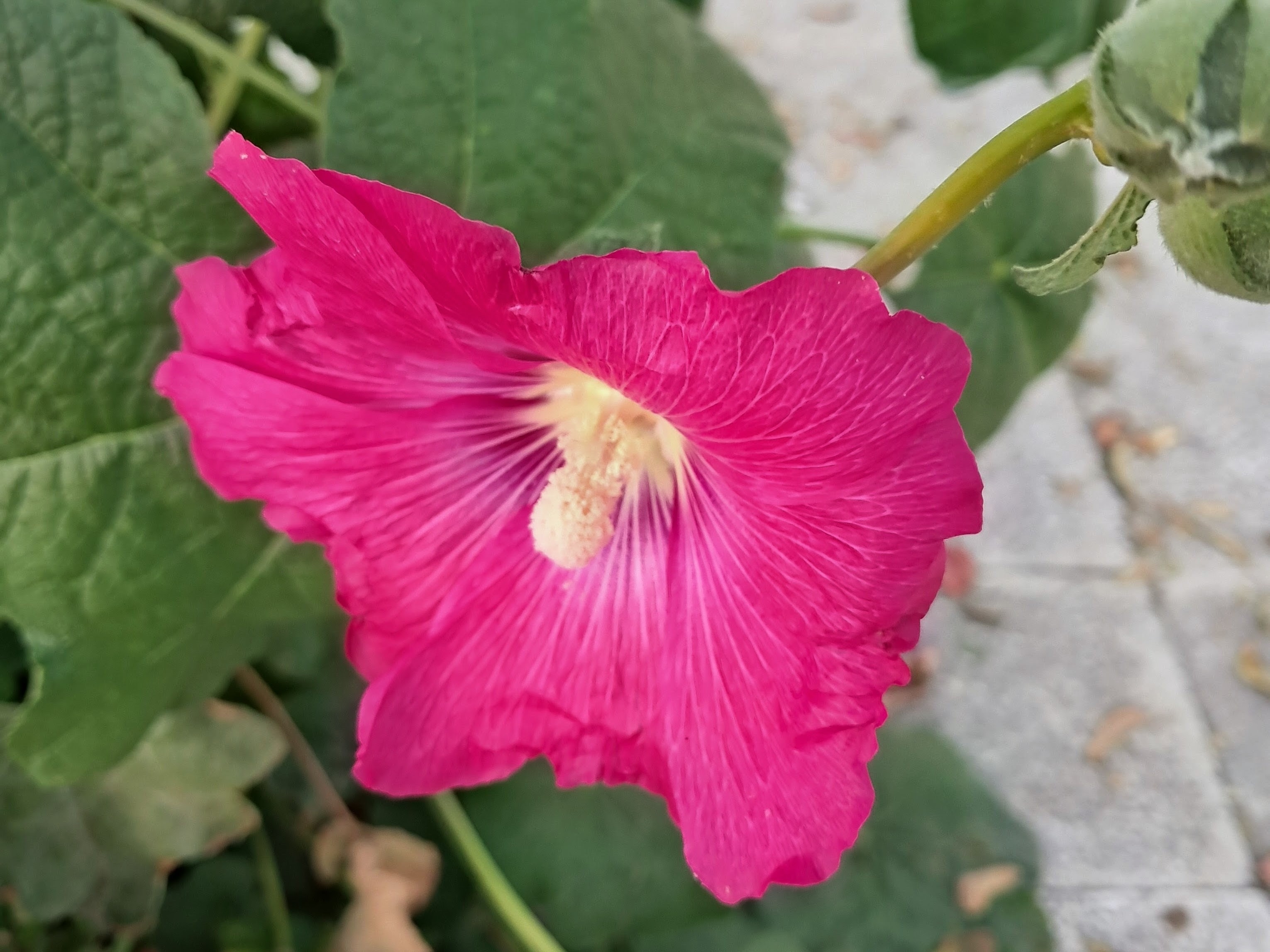 Close-up view of a vibrant magenta hollyhock flower, showing wide petals with radiating veins and a pale yellow center. At the core of the bloom, a textured stamen column extends forward. Bokeh'd large green leaves, an unopened flower bud, and a gray sidewalk are visible in the background.