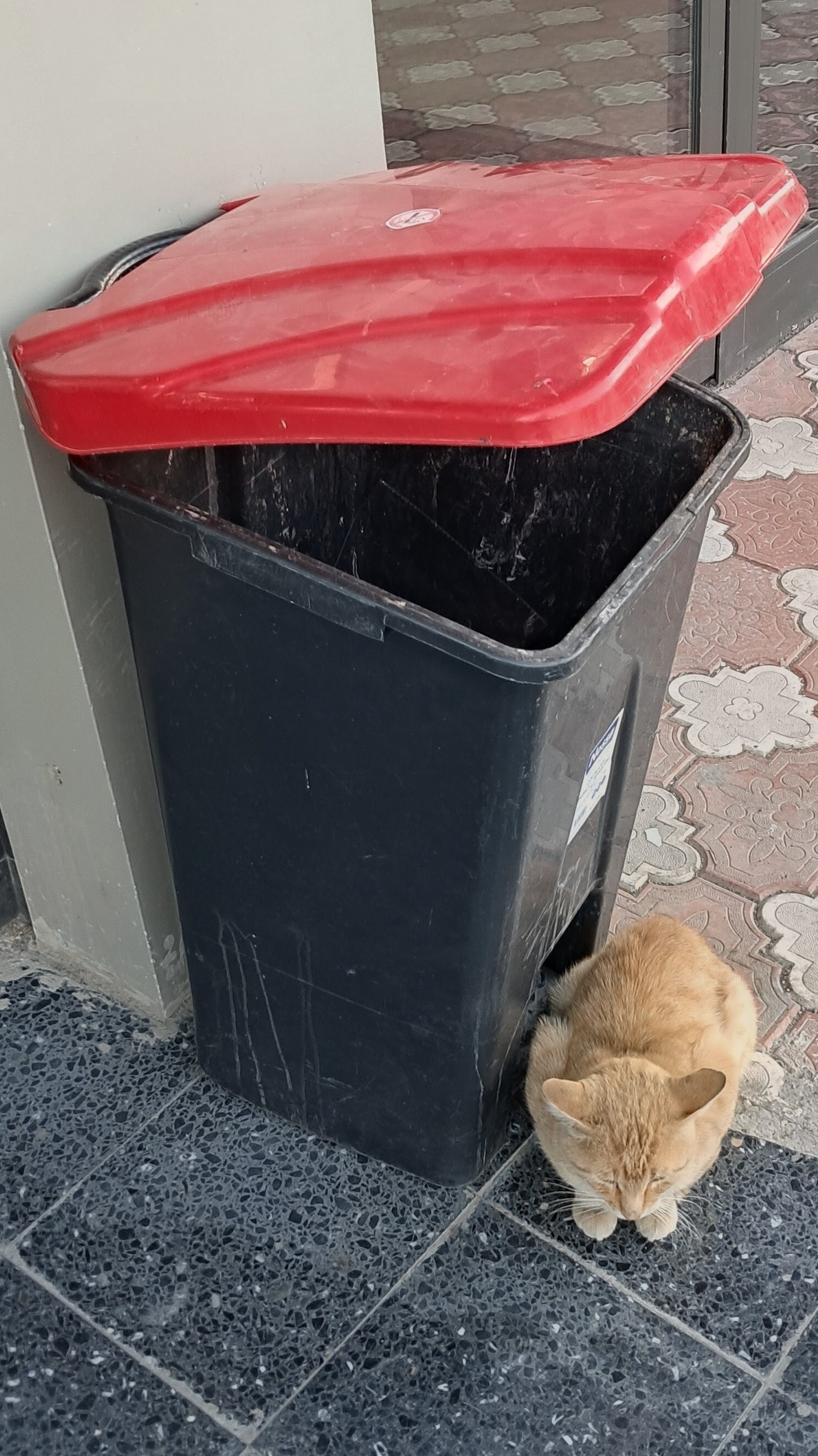 A tall black plastic trash bin is placed outdoors with its red lid propped open, positioned next to a building wall on a tiled walkway. On the side of the bin, a faded white rectangular label is affixed. Loafing on the dark speckled floor right beside the base of the bin is an orange tabby cat, resting with its eyes closed. You may not understand the art of self-destruction, but it's the will of our planet. Give up your job, become a cat.