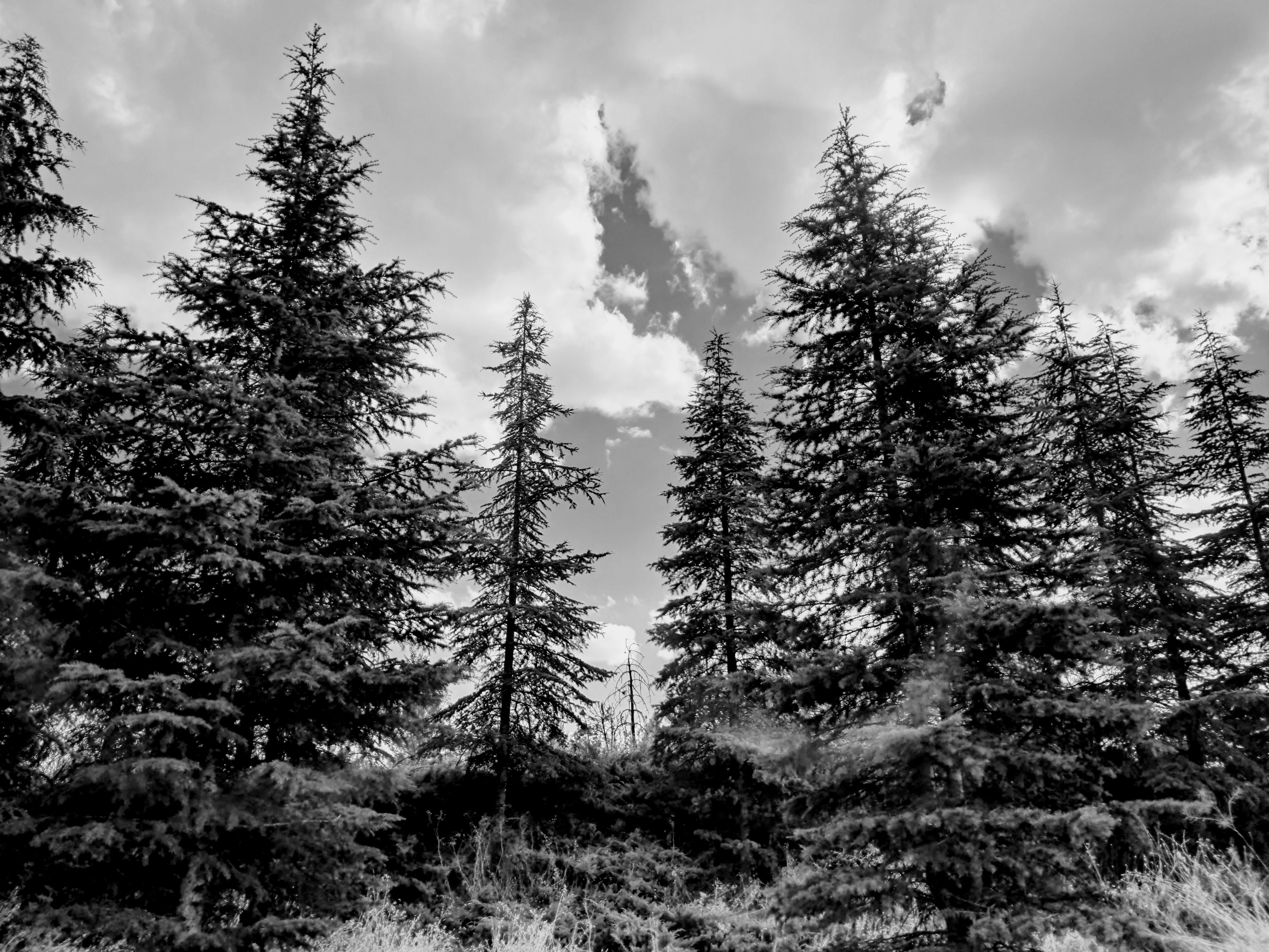 A low-angle view of tall pine trees silhouetted against a blue sky filled with large clouds. The textured branches of the conifer trees stretch vertically, filling most of the frame, while low bush and dry grass cover the ground in the foreground.