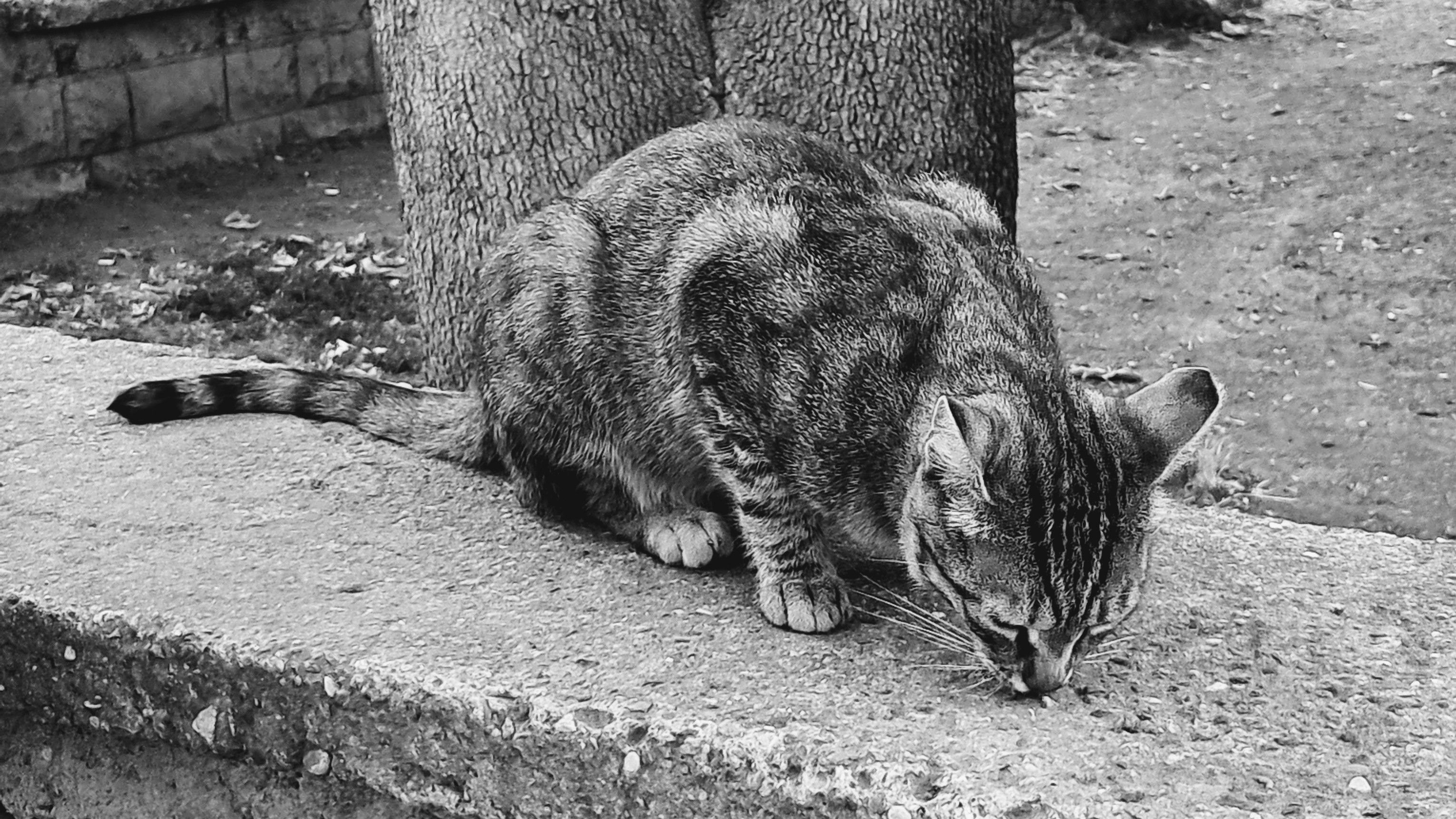 A tabby cat crouching on a concrete ledge next to the base of a tree trunk. The cat has its head lowered, sniffing something small on the surface. Its tail extends horizontally behind it along the wall, with a background of dirt and a stone border.