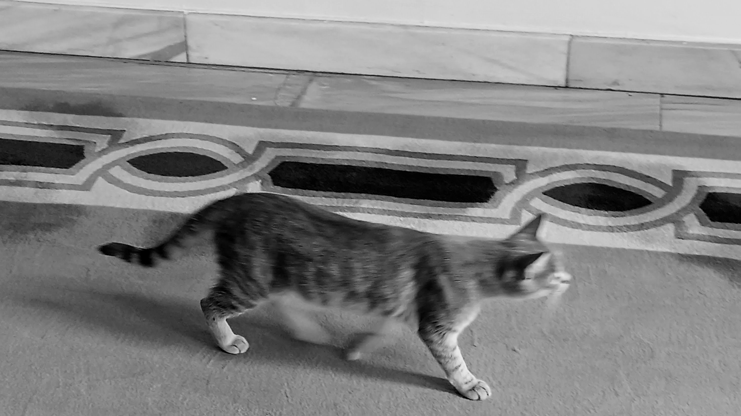 A tabby cat is walking quickly across a carpeted floor. The motion causes slight blurring across the cat's body and face, while its striped tail and light-colored paws remain visible. In the background, a patterned rug border with geometric chain links runs parallel to a tiled marble floor and the lower edge of a plain white wall. You may not understand why I'm in a hurry, but it's the will of your planet. Give up your job, become a cat.