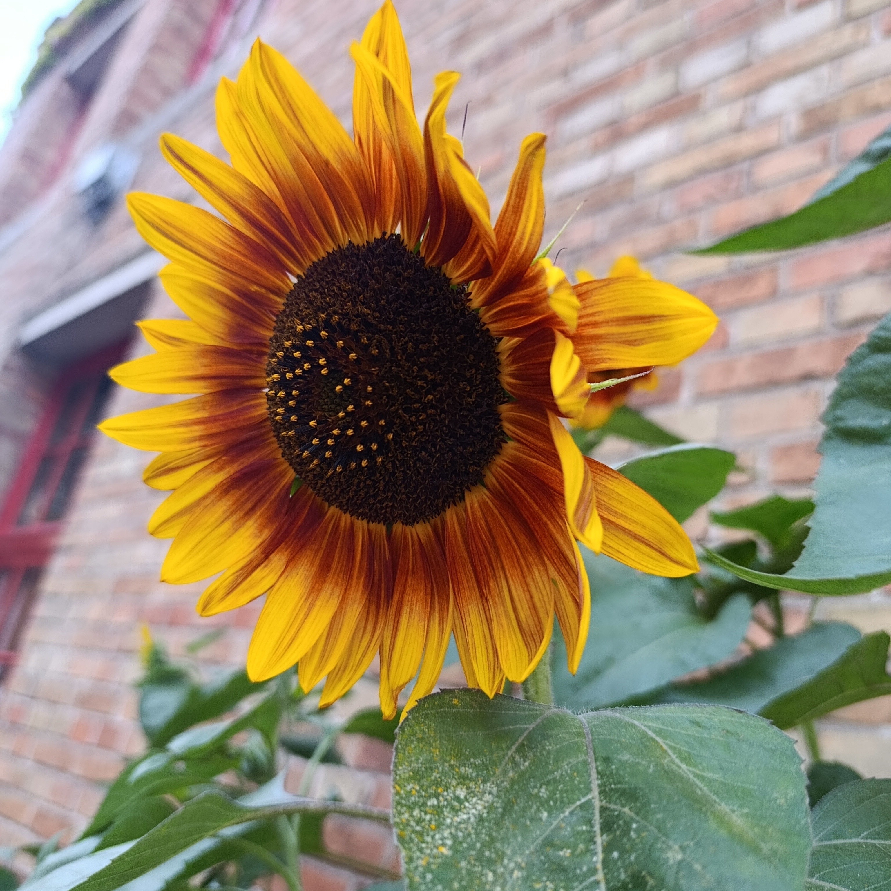 Foto di un girasole.