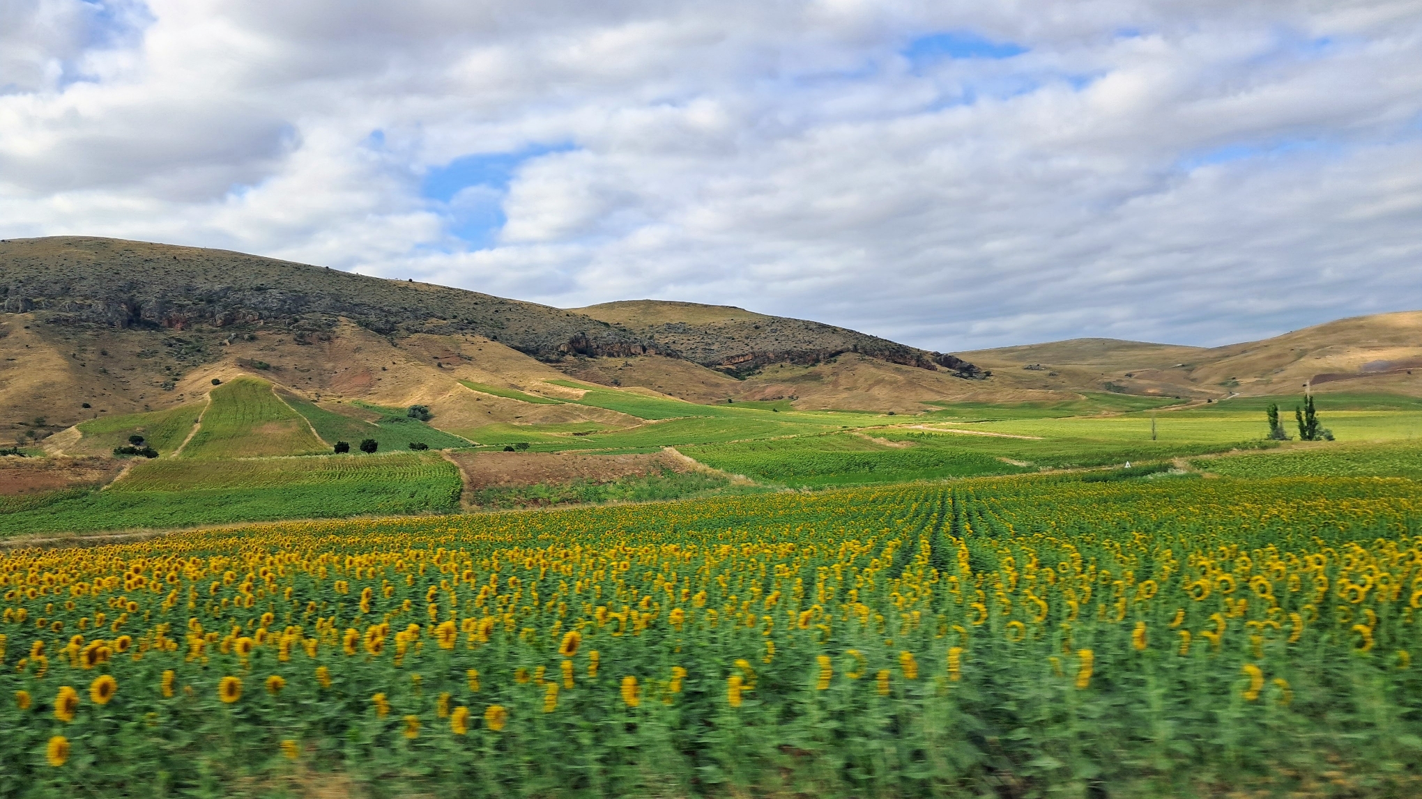 A view of blooming yellow sunflower field in foreground, rolling green agricultural patches across arid brown hills in midground, and layered mountain terrain under blue sky with white clouds.