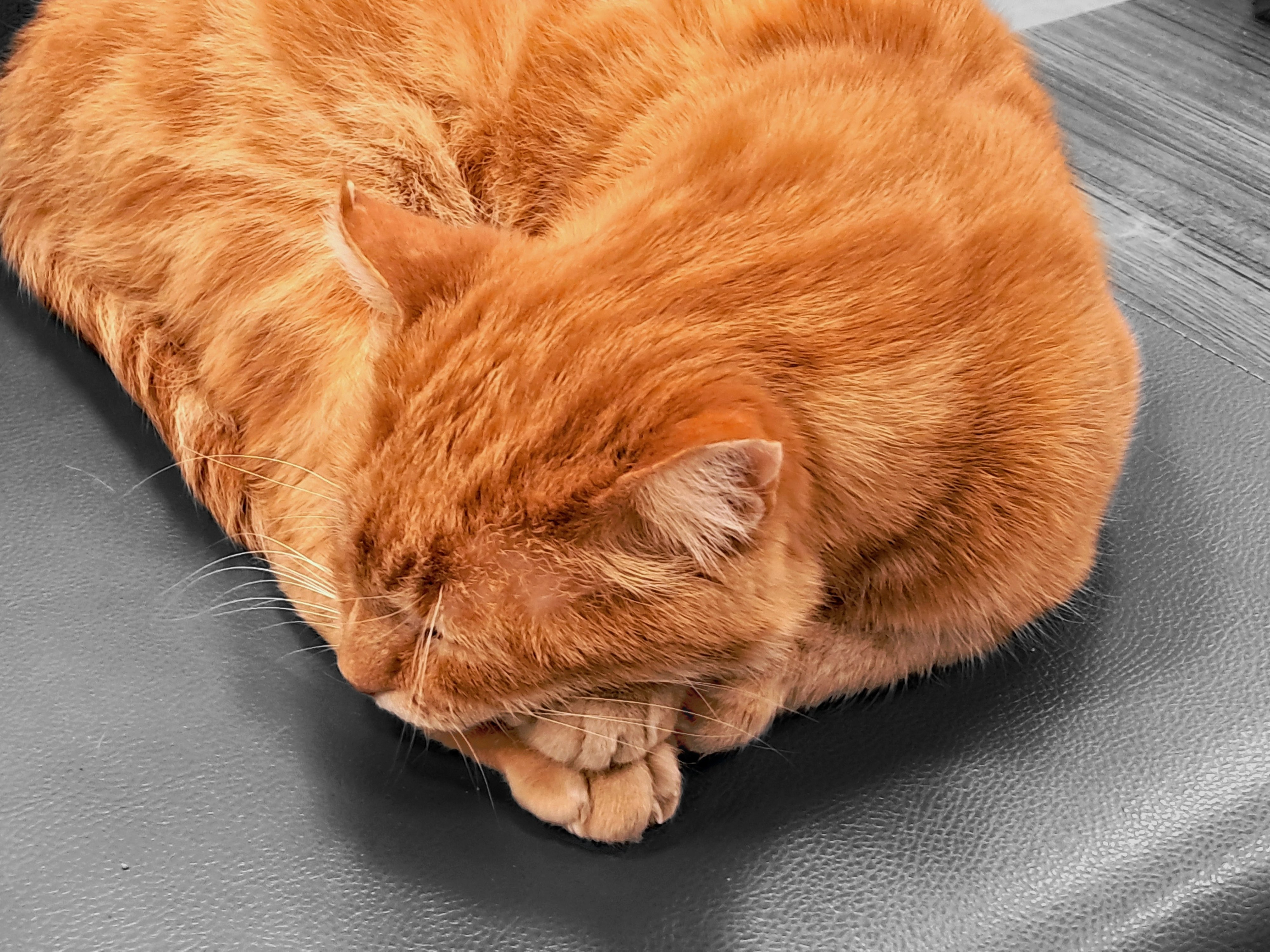 An orange tabby cat is curled up while sleeping on a dark gray leather seat. Its face is tucked downward with eyes closed and both front paws folded together underneath its chin. The warm ginger fur shows subtle darker striping along the body. The background shows a wooden table surface. You may not understand why I'm sleeping throughout the day, but it's the will of our planet. Be a cat, or become one.