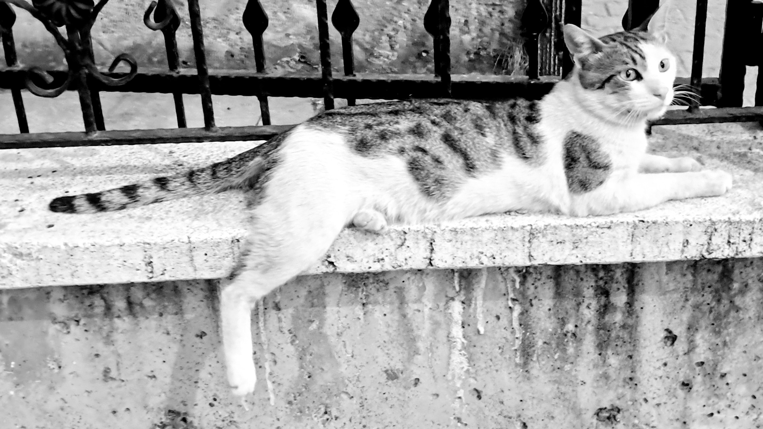 A tabby and white cat resting on a textured concrete wall in front of a decorative wrought iron fence. The white cat has distinct tabby markings around its head and tail. It lies facing right with its back legs, one front paw folded under its chest, and one hind leg dangles down. The wall has rough vertical streaking and speckles. The wrought iron fence has repeating vertical bars and decorative finials, partially obscuring a concrete sidewalk behind it. Give up your job, become a cat.