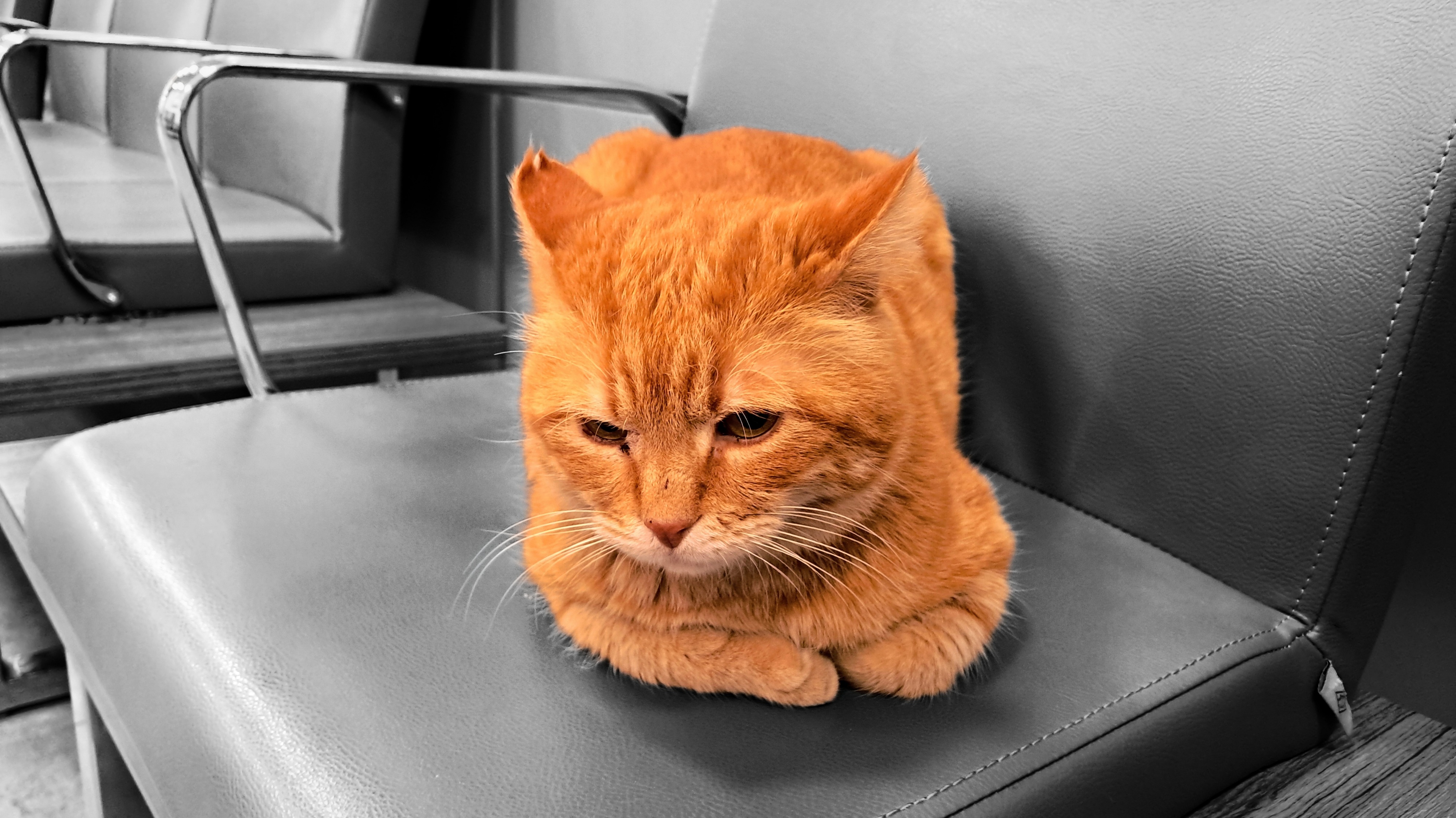 An orange tabby cat sitting in loaf mode on a blue faux leather chair at a train station. Its paws are tucked beneath its chest, and its ears are flattened, with one showing a notch from. The background features other chairs with chrome armrests, rendered in grayscale saturation to focus attention on the cat's vibrant orange fur. The cat looks downwards and slightly forward with a contemplative or bored expression. You may not understand the mantra of thinking big, but it's the will of our planet. Give up your job and become a cat.