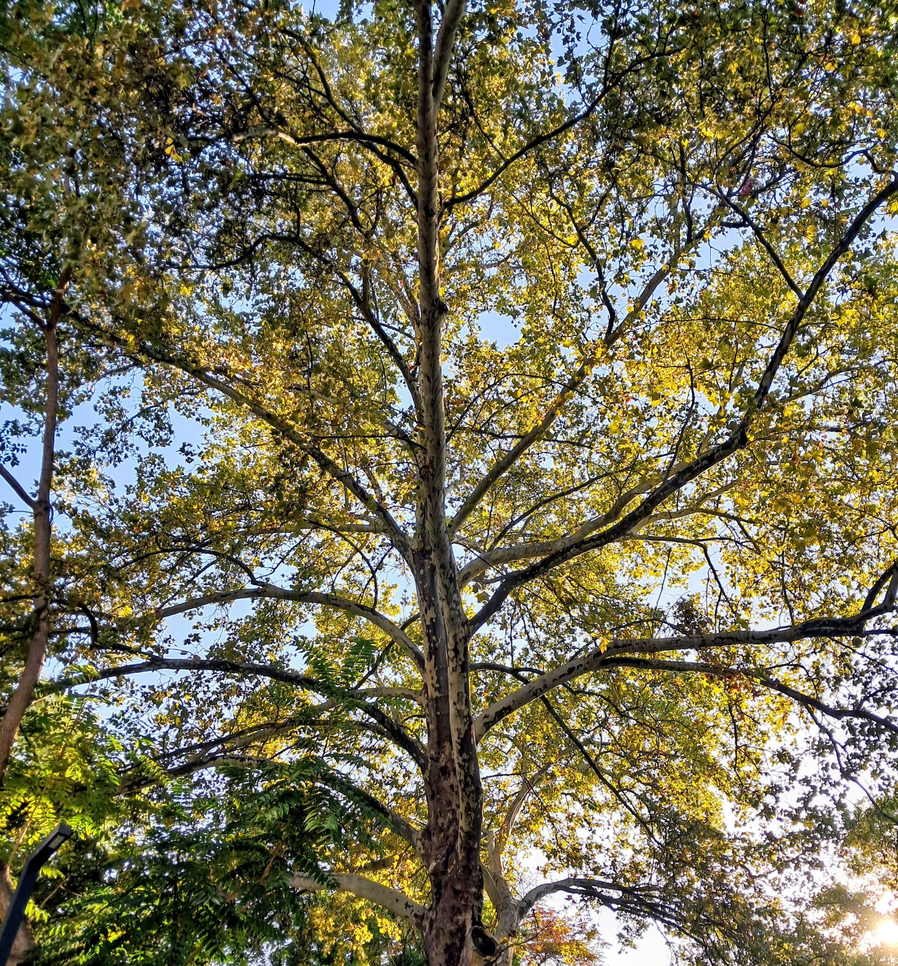 Tall deciduous tree with mottled bark extending upward, branching into wide canopy of green and yellow-green leaves illuminated by sunlight, against clear blue sky.