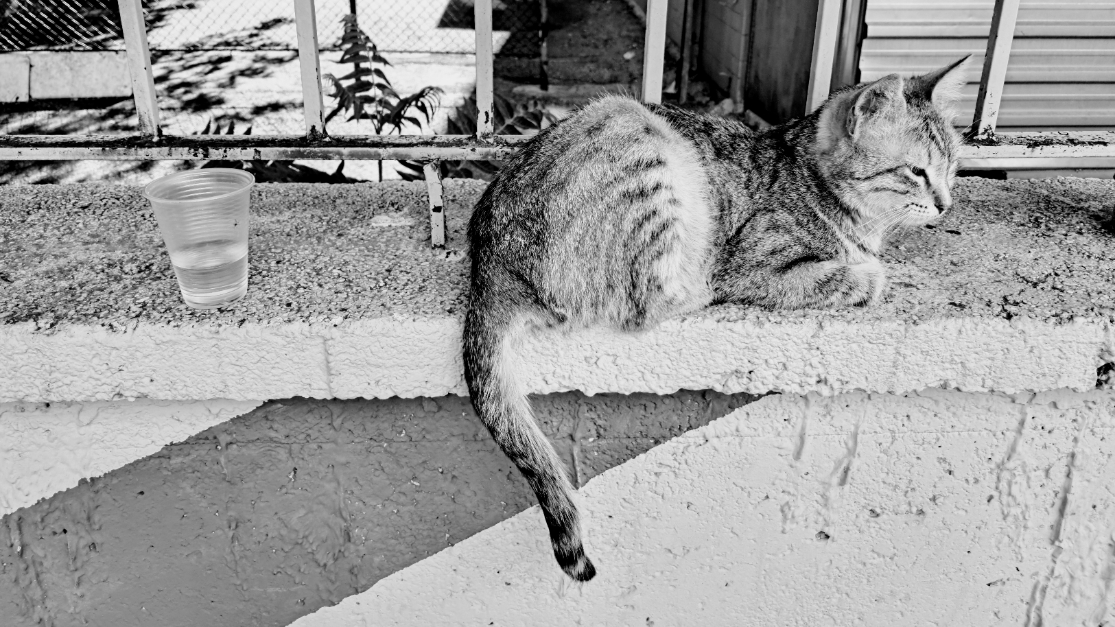A tabby cat resting on a concrete ledge next to a metal fence railing. The cat sits with its paws tucked underneath its body while its long striped tail hangs straight down over the edge. To the left of the cat, a small plastic cup partially filled with water is placed on the ledge. You may not understand why I'm not so thirsty now, but it's the will of your planet. Give up your job and become a cat...