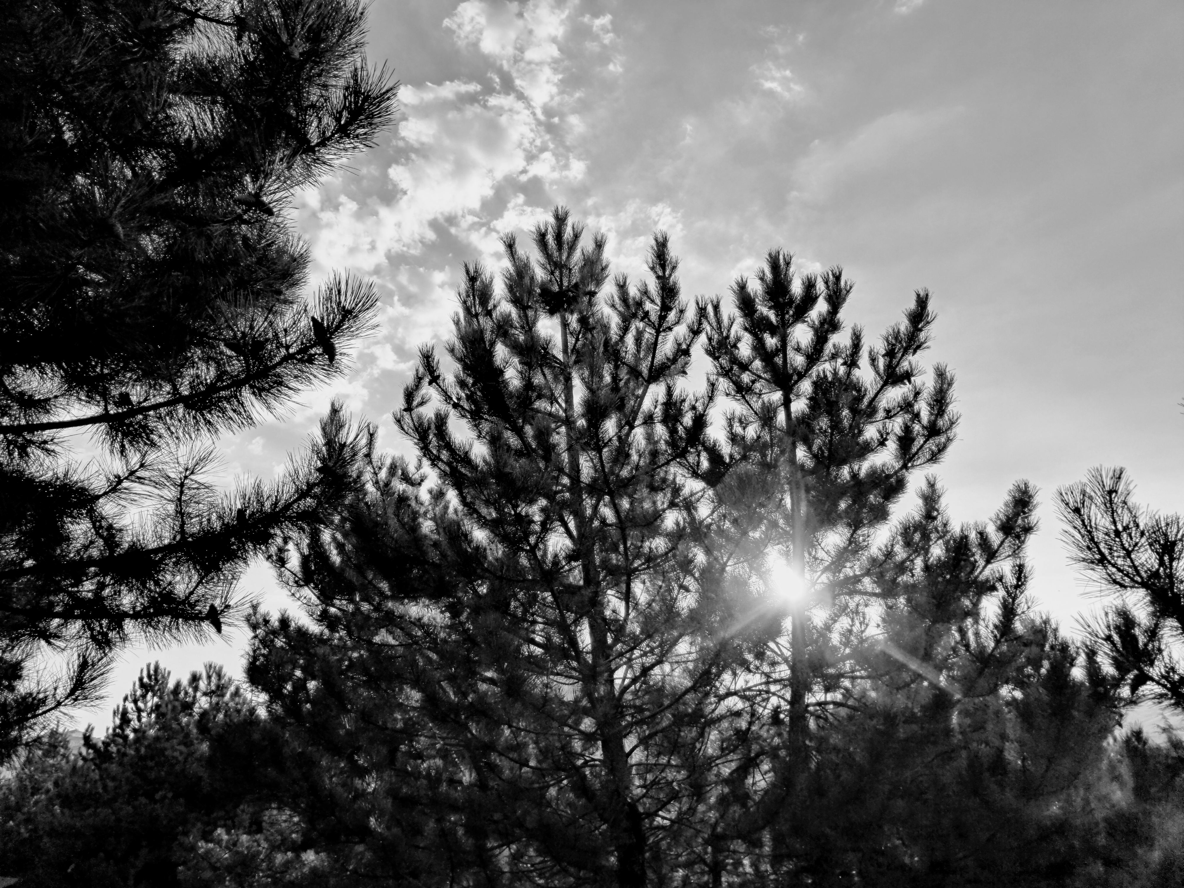 A view looking up through pine tree branches toward a blue sky with wispy clouds. Bright sunlight bursts directly through the needles of the central pine tree, creating a flare effect with visible light rays across the upper branches. Pinecones are scattered along the darker branches in the foreground, framing the sunlit canopy.