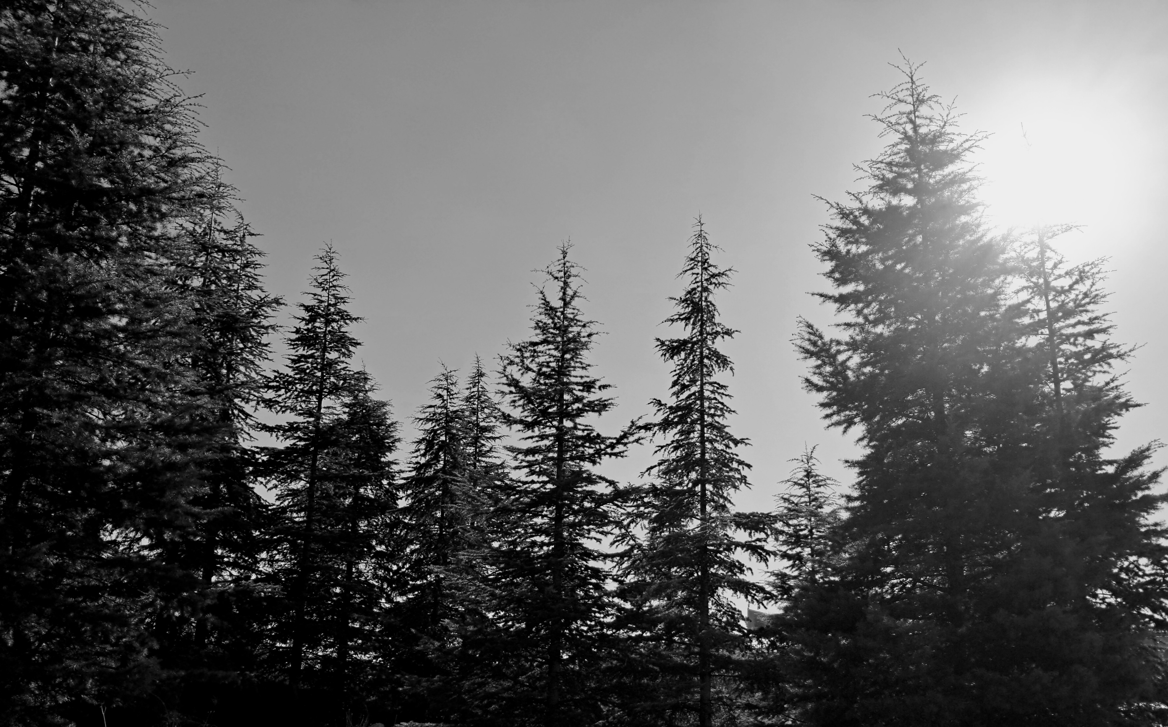 A row of tall silhouetted pine trees standing against a clear blue sky. Bright sunlight shines intensely from the upper right corner, creating a soft glare that illuminates the upper branches while the lower foliage remains in deep shadow.
