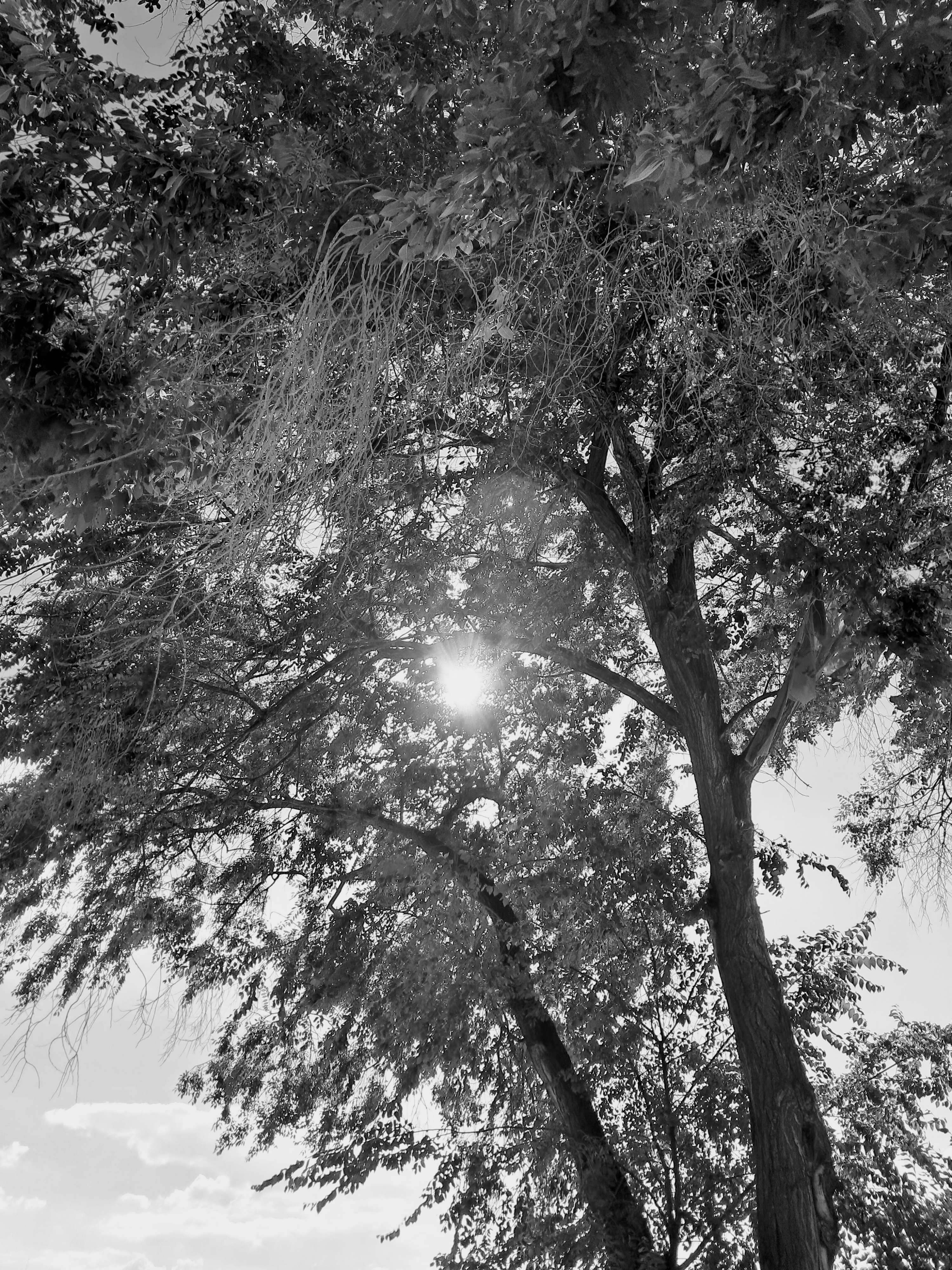 A view looking up into the leafy canopy of a large tree against a partially cloudy blue sky. The sun shines intensely through the center of the dense branches, causing flares and a bright glowing burst of light. Thin hanging branches drop from the upper foliage.