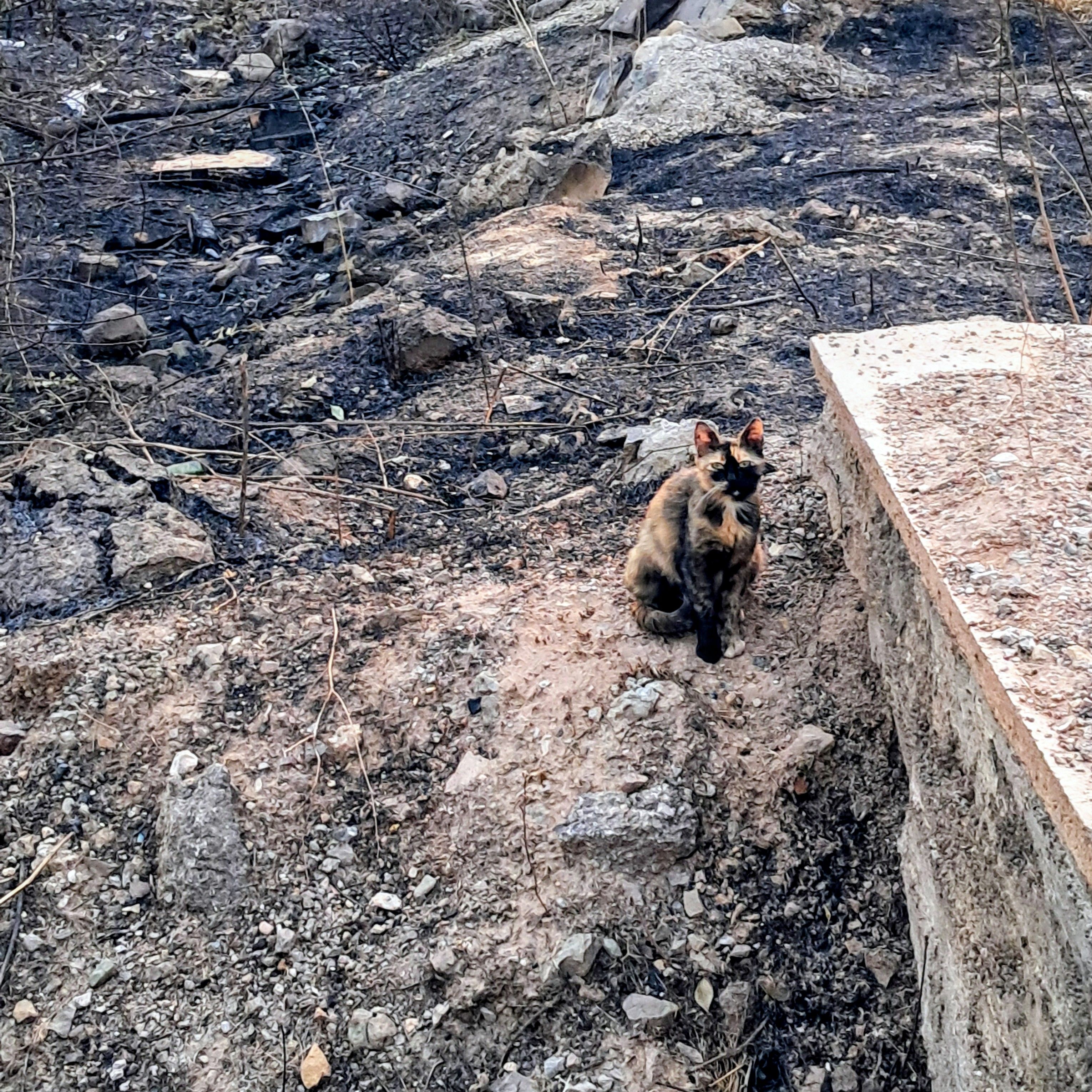 A tortoiseshell cat sits on a patch of dirt and rocks next to a light colored concrete wall. The surrounding landscape is covered in pitch black charred debris and ash, which is aftermath of a brush fire, though the exact nature of the blackened ground remains uncertain... become a cat and accept unemployment benefits.