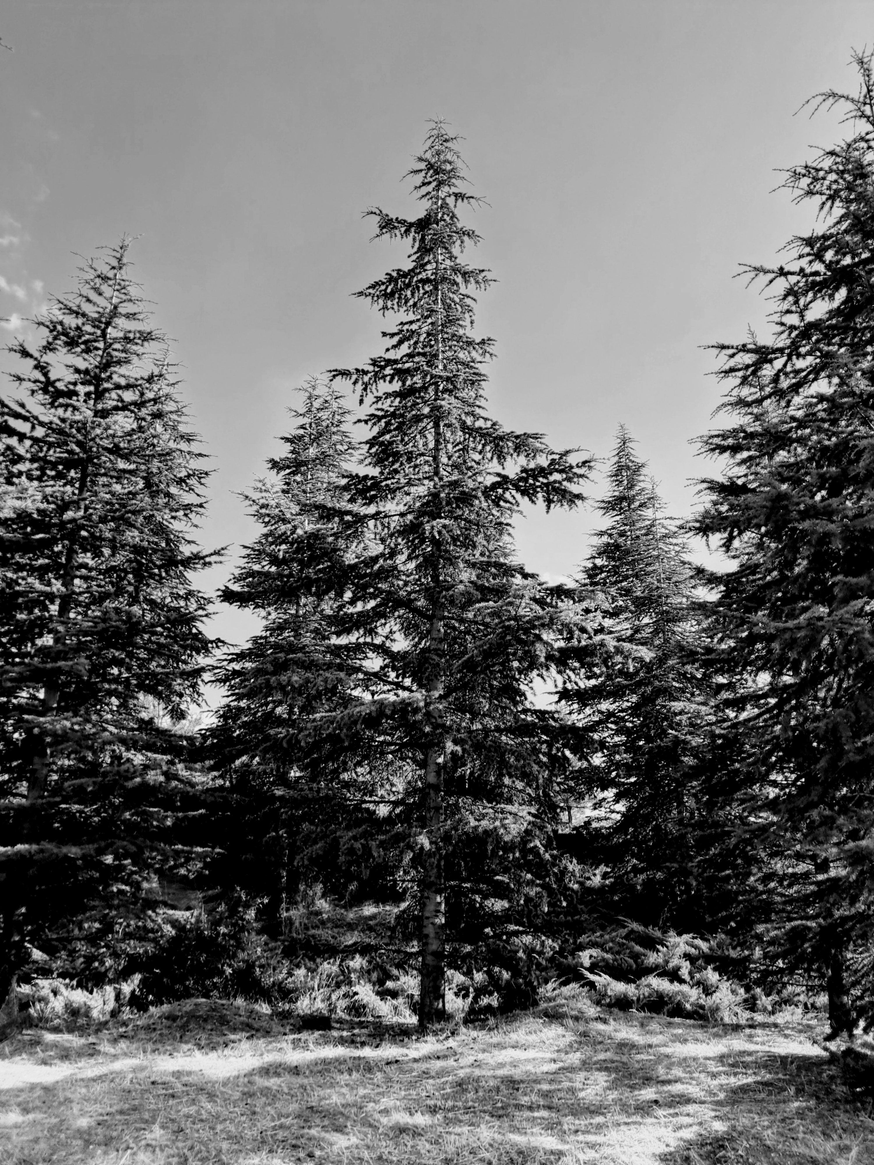 Several tall pine trees stand in the forest; the tallest tree positioned prominently in the center, surrounded by slightly shorter trees of the same kind. The ground is covered in grass and some ferns. The blue sky behind the trees is completely clear.