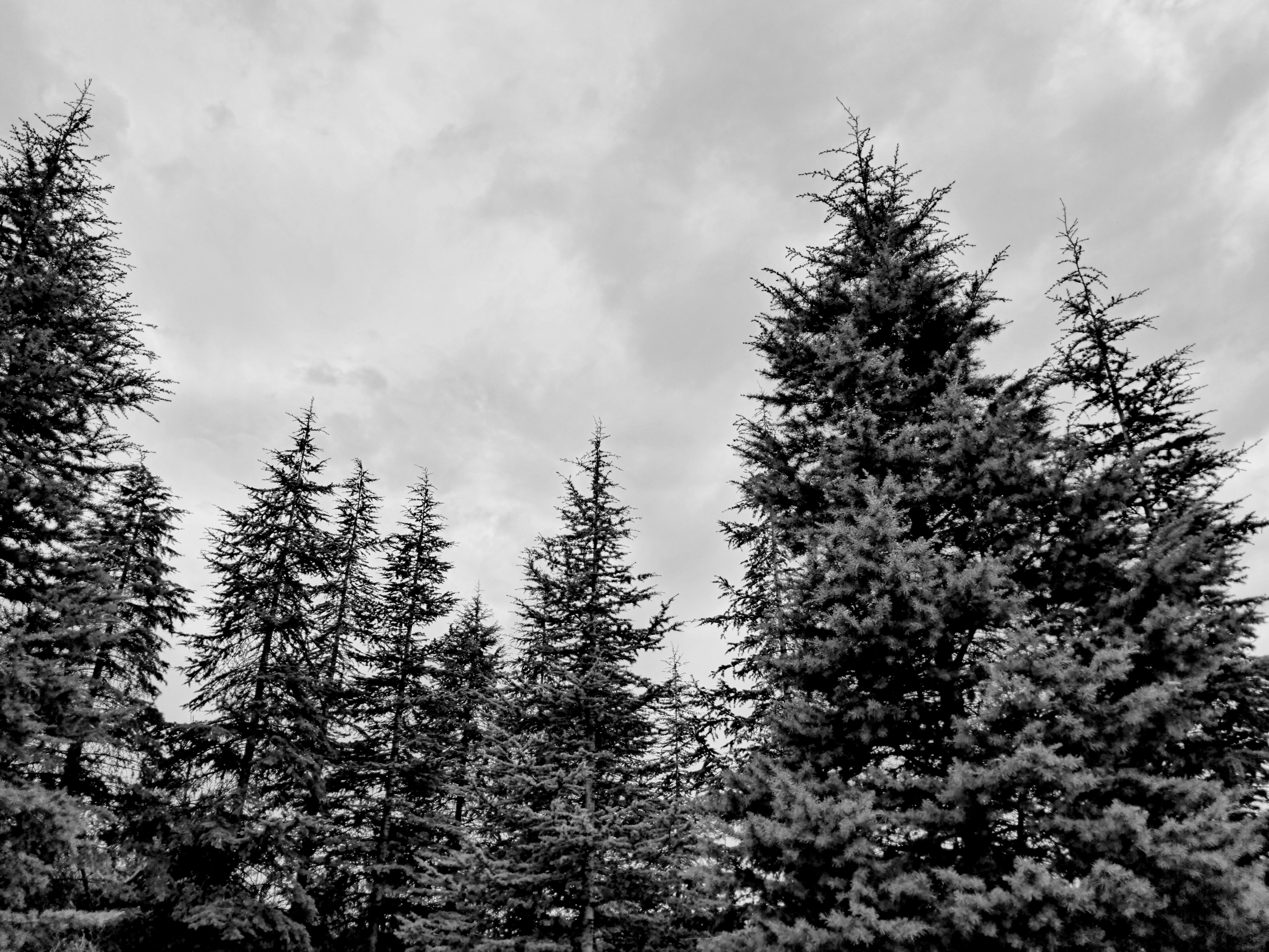 View of row of pine trees highlighted under gray overcast sky.