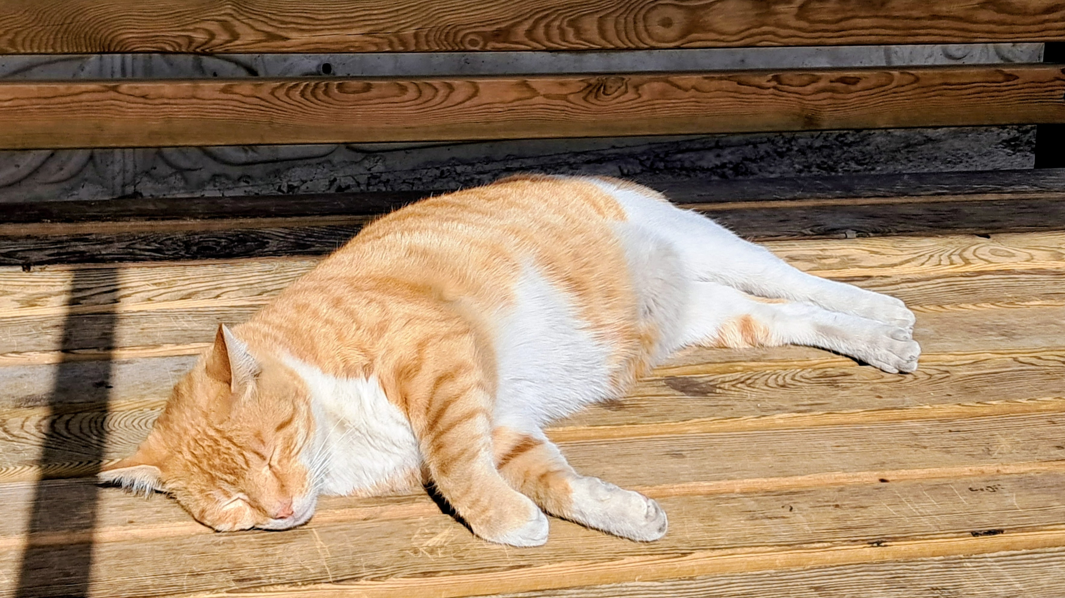 An orange and white tabby cat sleeps on its side on a wooden slatted desk in front of a wooden deck. Bright sunlight illuminates the cat's thick fur, highlighting its striped ginger back and white belly, while casting shadows across the wooden planks. You may not understand the true nature of C H O N K, but it's the will of our planet. Give up your job, become a cat.