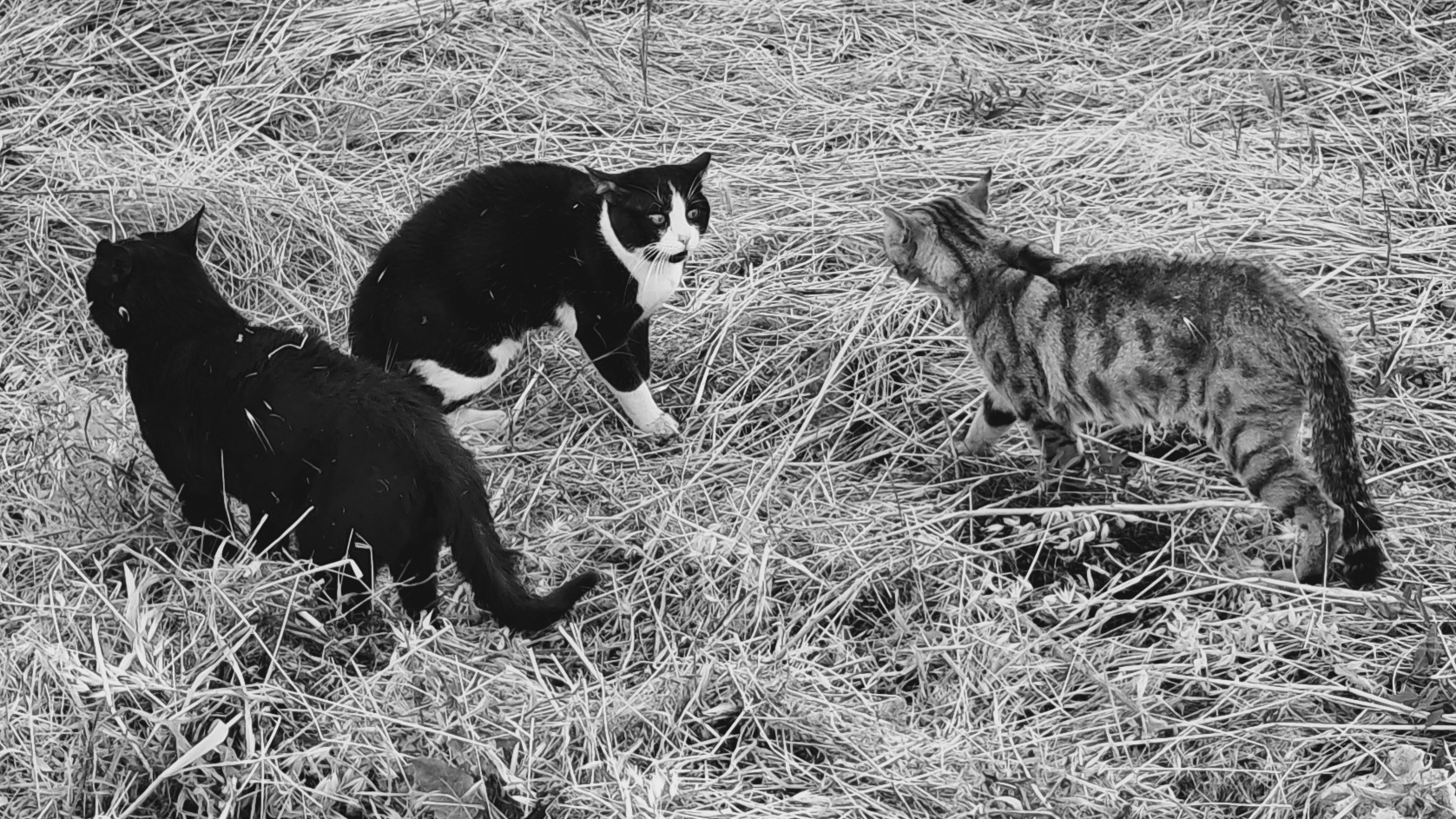 A tense standoff among three cats in a field of dry grass. On the left, a solid black cat faces away toward the center, while a tuxedo cat stands in the middle with an alert expression directed toward a tabby cat approaching from the right. The tabby appears tense with arched posture as the trio confronts one another. You may not understand the thrill of beef in the hood, but it's the will of your planet. Give up your job, become a cat.