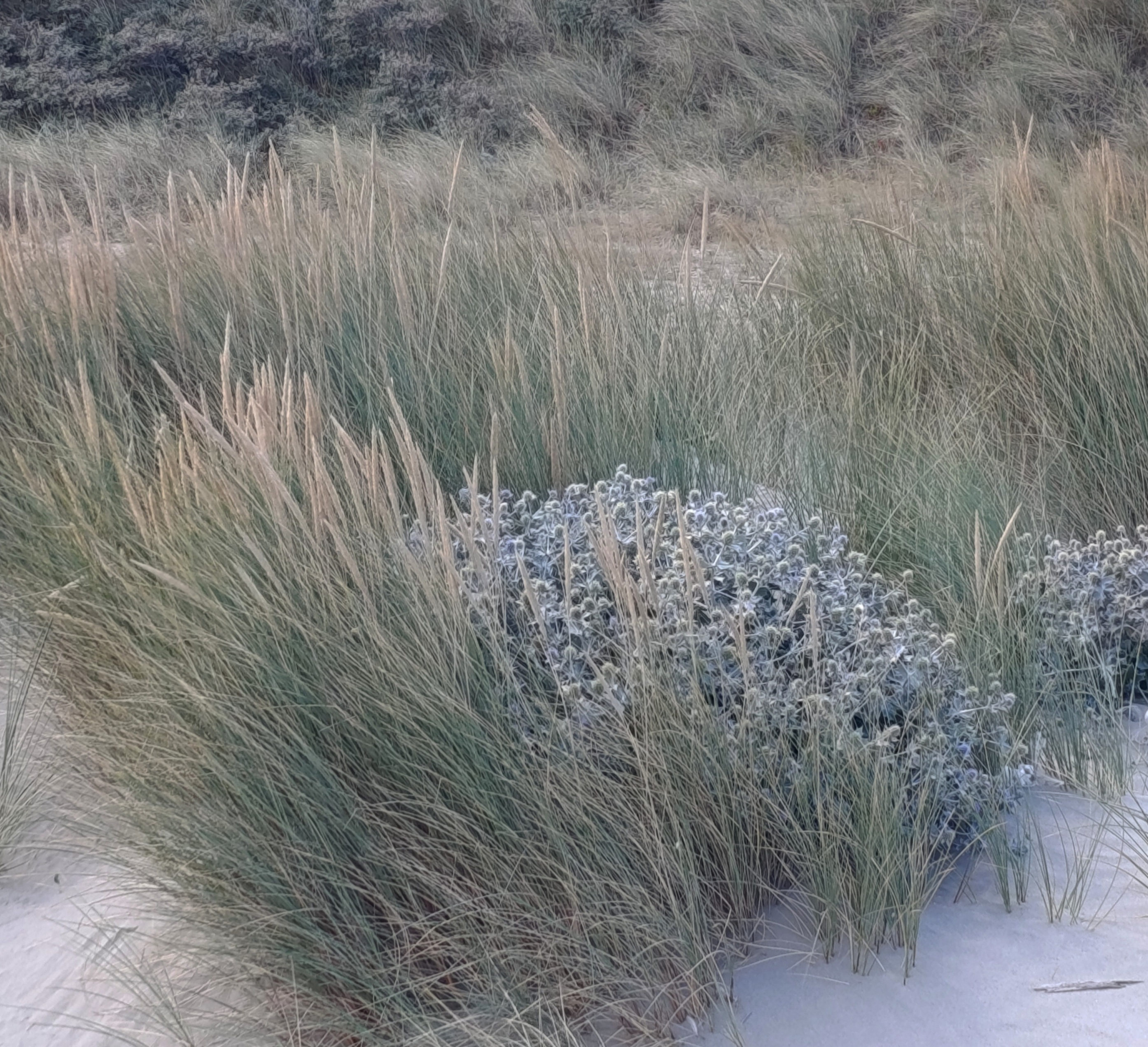 Fiori azzurri in mezzo all'erba polverosa di una spiaggia del Mare del  Nord.