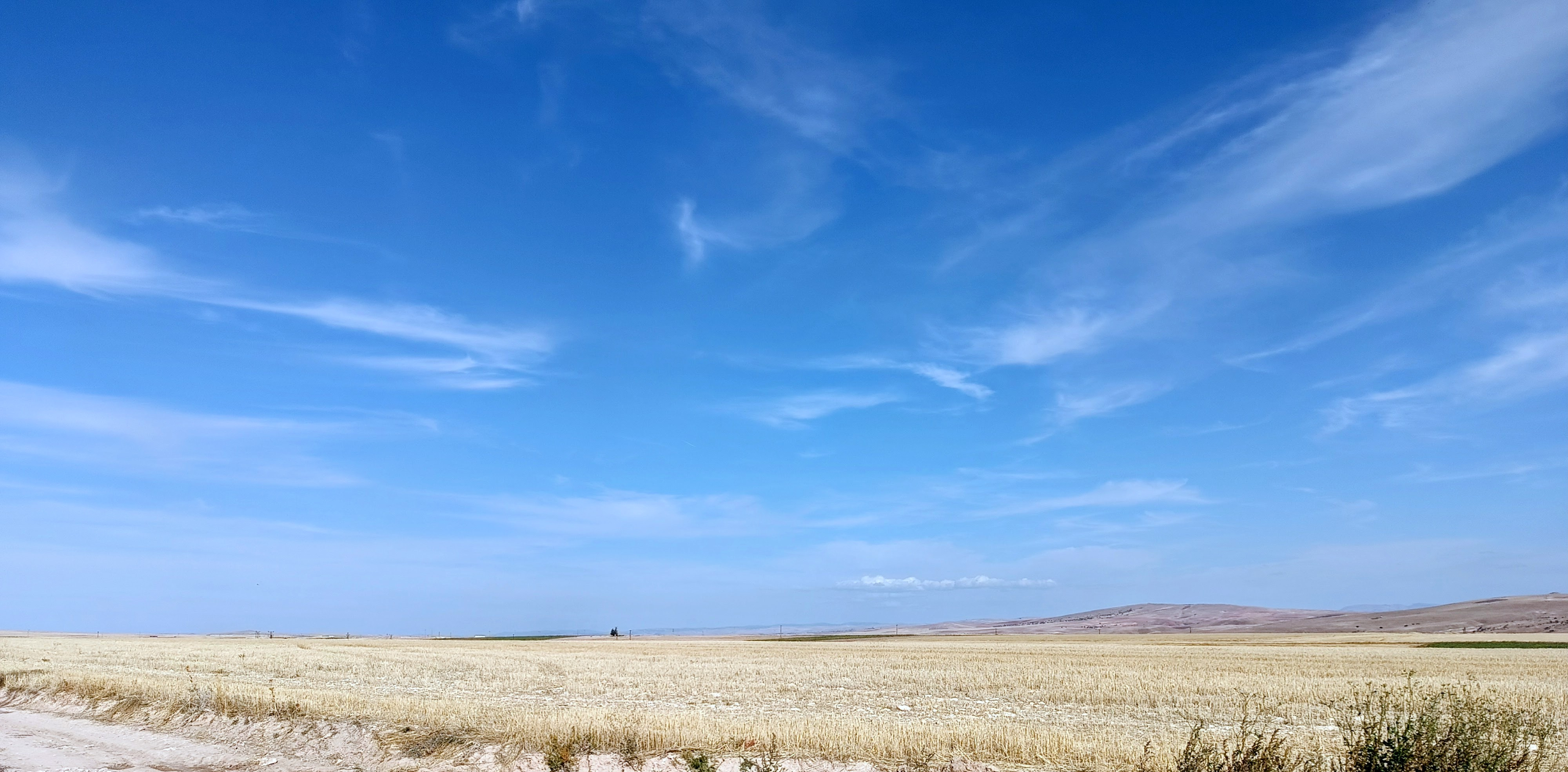 A wide and flat field of dry yellow harvested crop stubble stretching toward the horizon under a blue sky with wispy clouds. Distant rolling hills are visible in the far background. In the remote middle of the field is a very small tree. The bottom left foreground features the edge of a dirt path, and a few sparse green weeds grow in the bottom right corner.