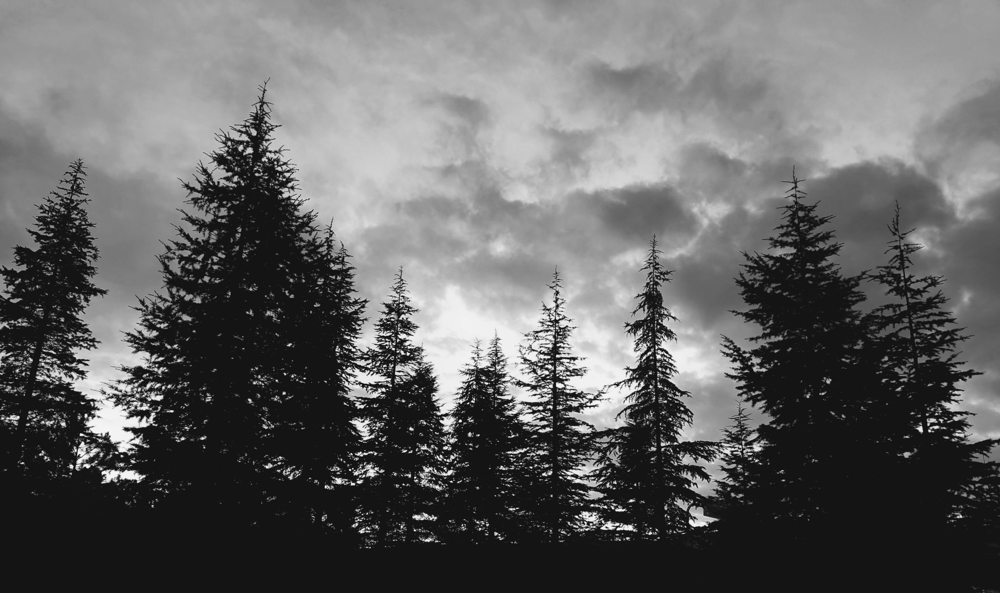 Dark silhouettes of tall pine trees stand against a dramatic cloudy sky. A brighter patch of light shines through the center of the heavy clouds, suggesting the sun is hidden behind them.