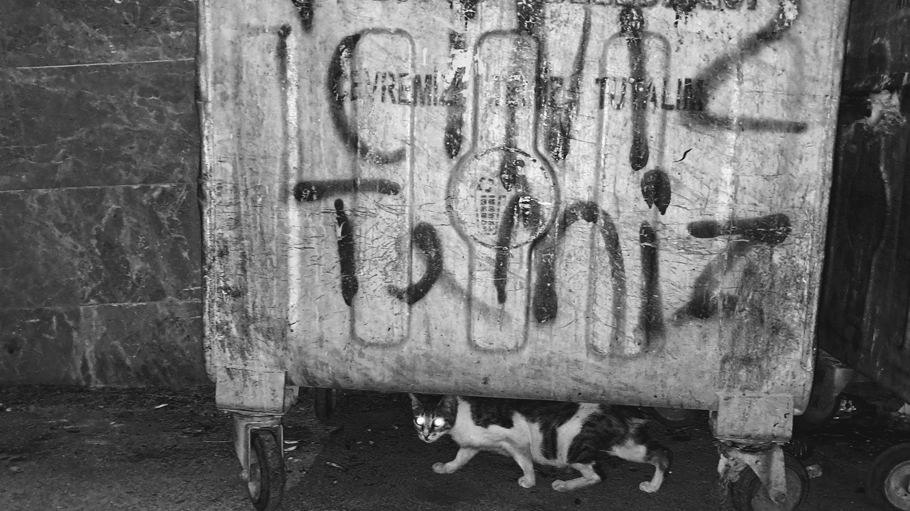 A cat slinking underneath a large metal dumpster on wheels at night. The bin is marked across its upper section with "Let's keep our environment clean", alongside scrawled graffiti that appears to spell "Clean on the inside". Under the bin's shadow, the calico cat stares toward the camera with glowing eyes. You may not understand why we're doing a cat format on Tuesday, but it's the will of our planet. Give up your job, become a cat.