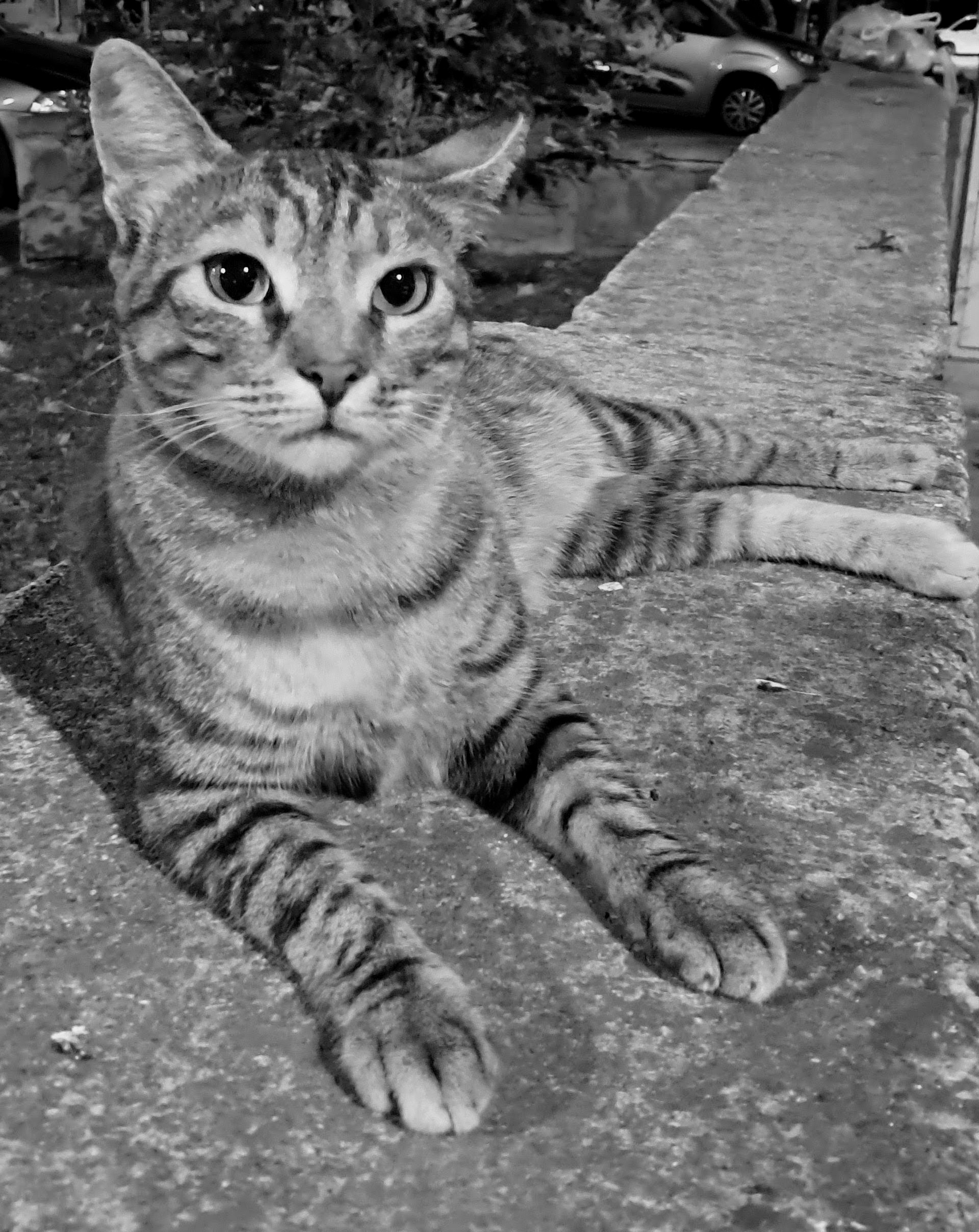 A tabby cat resting on a concrete ledge, facing forward with its front paws extended over the surface, wide attentive eyes, and slightly flattened ears. The bokeh'd background has foliage, a small tree, and a parked car along a street. You may not understand why I'm not sleeping at midnight, but it's the will of our planet. Give up your job, become a cat.