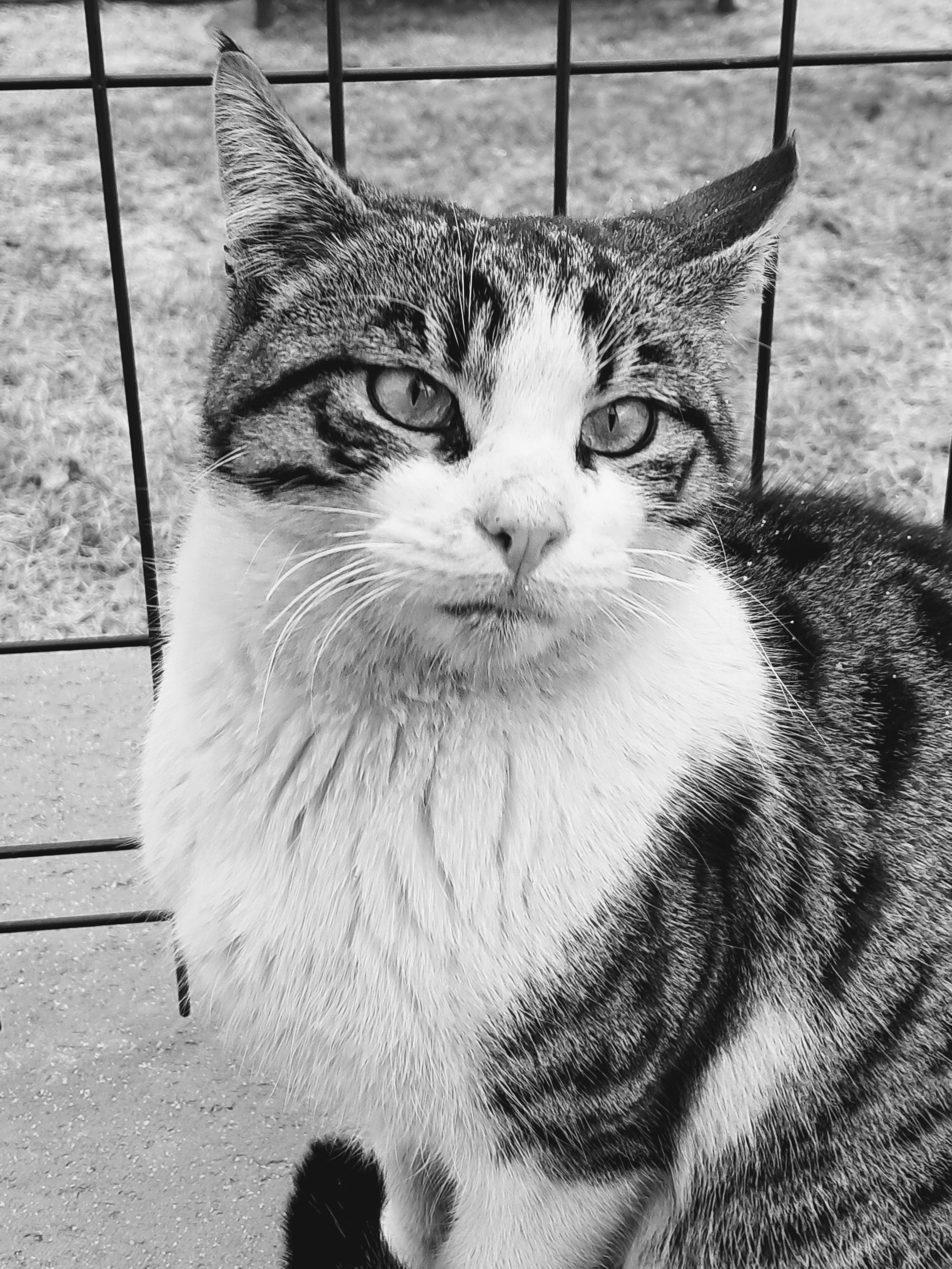 A tabby cat with white fur across its chest, muzzle, and neck sitting outdoors. The cat looks forward with wide eyes and slightly angled ears, showcasing dark tabby stripes alongside long white whiskers. It is positioned in front of a dark green wire grid fence, on top of a concrete ledge, with a grassy outdoor lawn softly blurred in the background. You may not understand why I'm gazing at the void, but it's the will of our planet. Give up your job, become a cat.